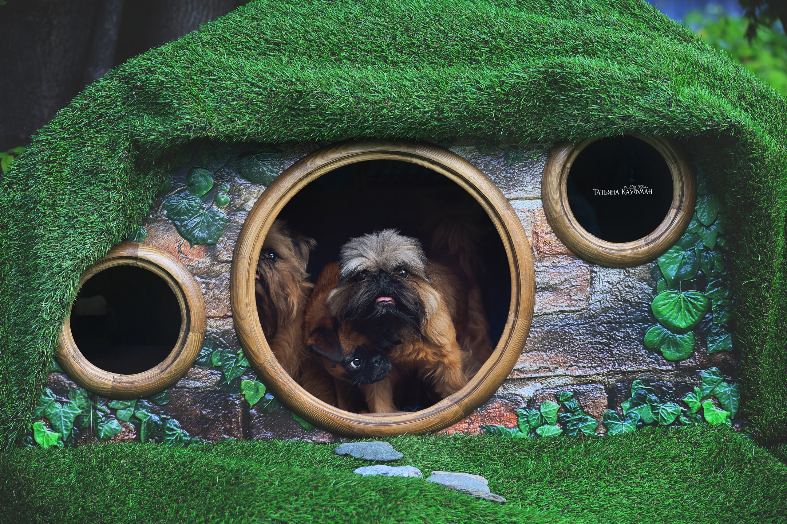 Домик для хоббитов, фотозона, властелин колец, шир, хоббиты, гномы, брюссельский гриффон, малый брабансон, фотосессия, ручная работа, фотограф анималист, фотограф Новосибирск