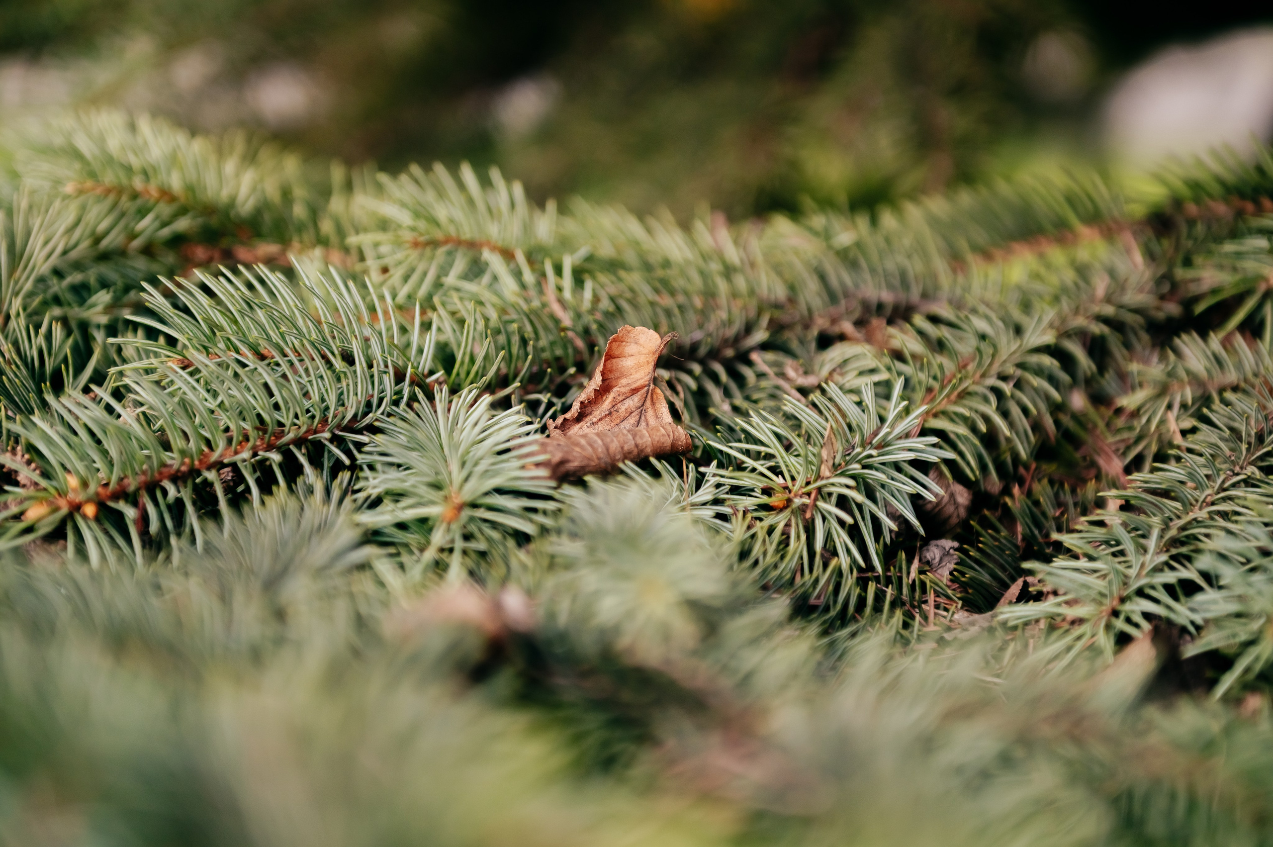 Съёмка танцев. Детский фотограф, семейный фотограф и репортажи в Кемерово