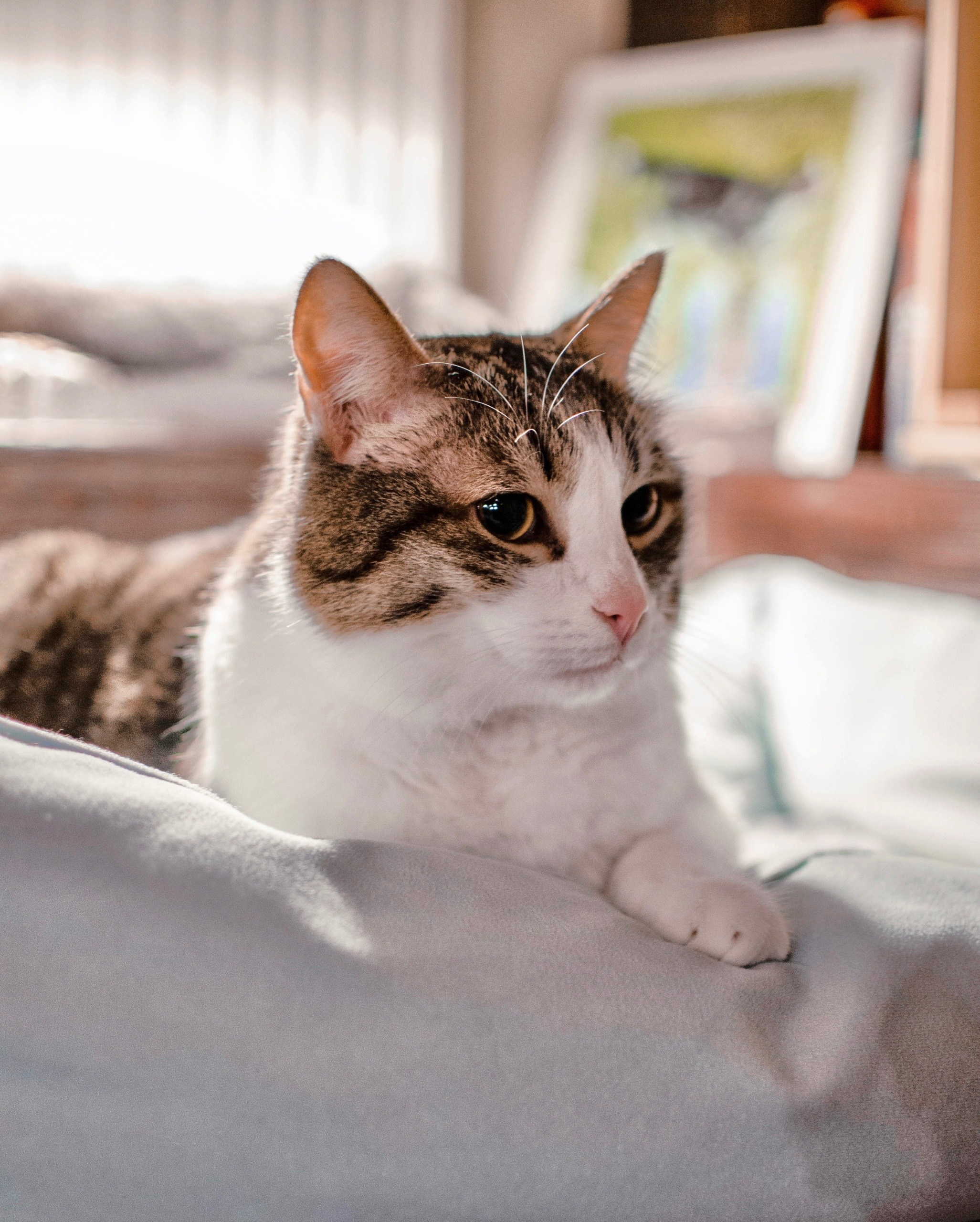 Animals. Фотограф/Видеограф