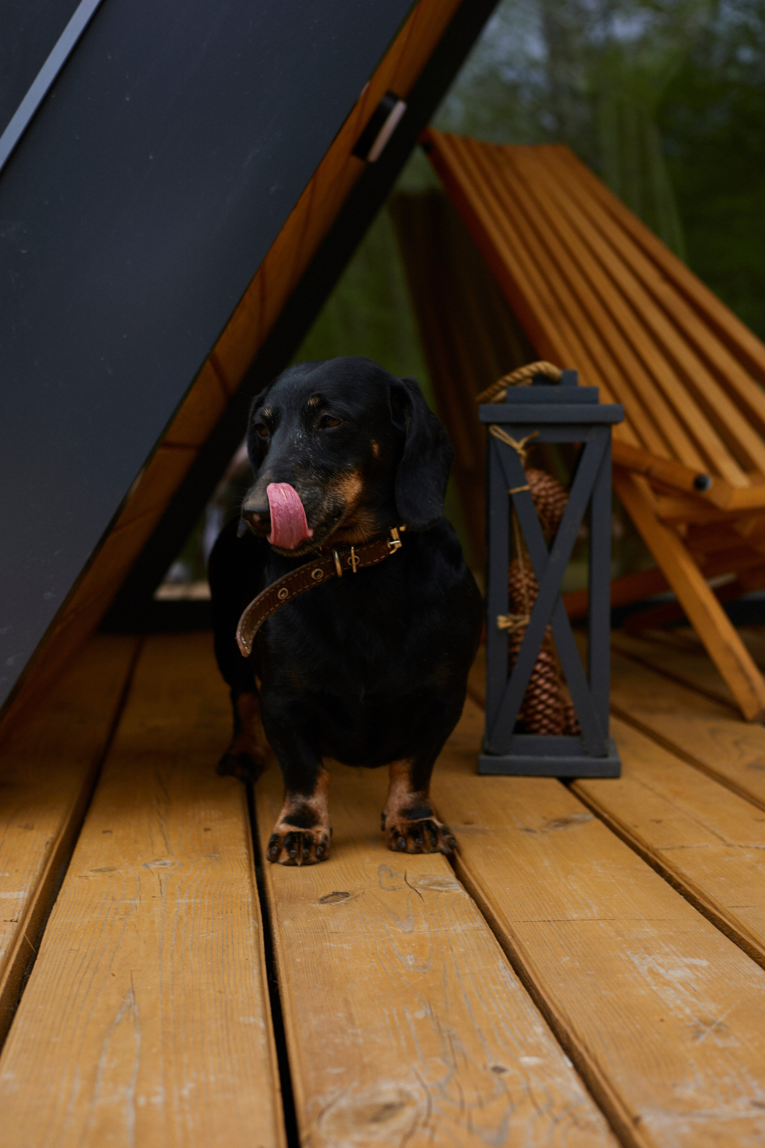 Ральф. Фотограф Никонова Софья