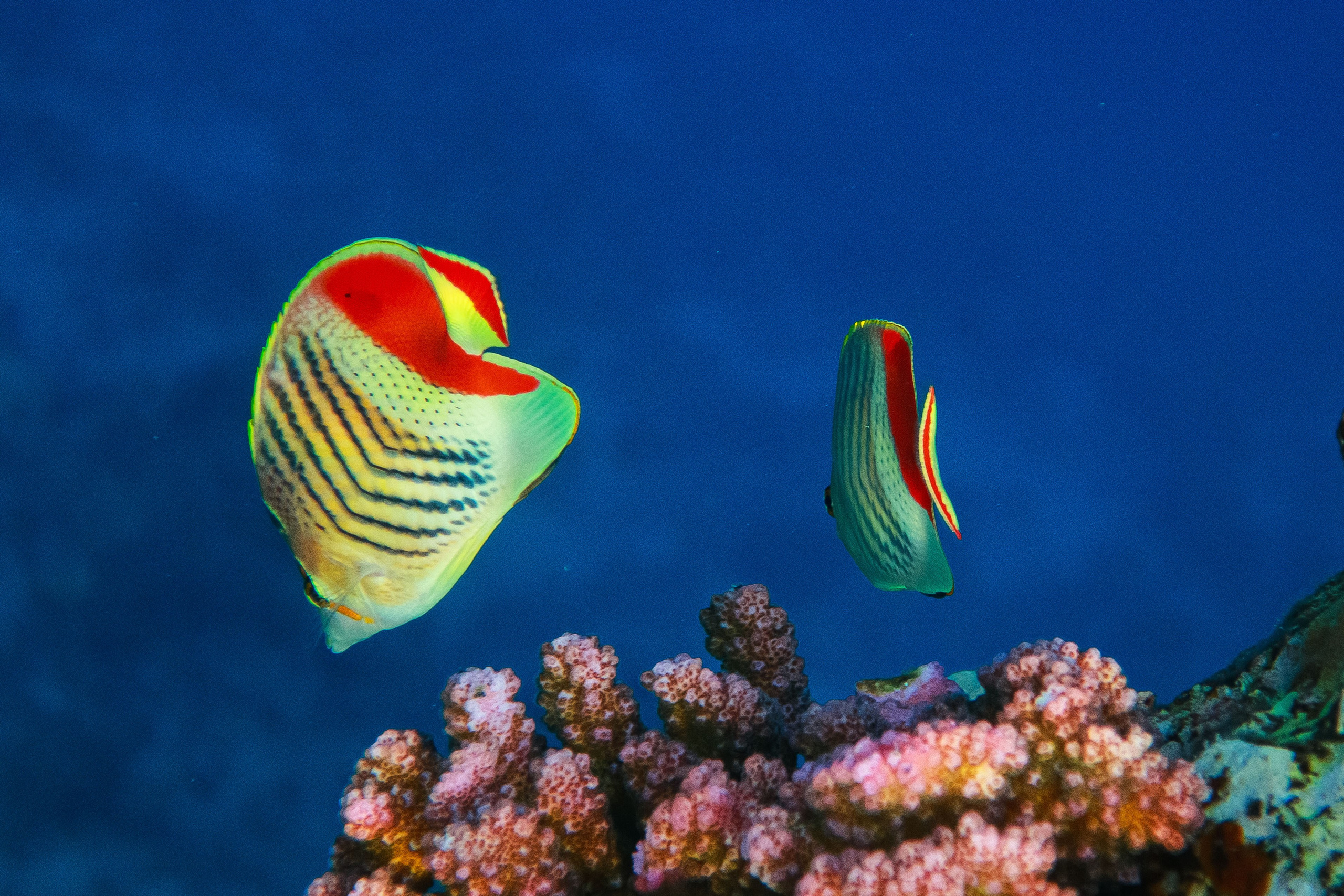 Fish. Фотограф Светлана Голицына