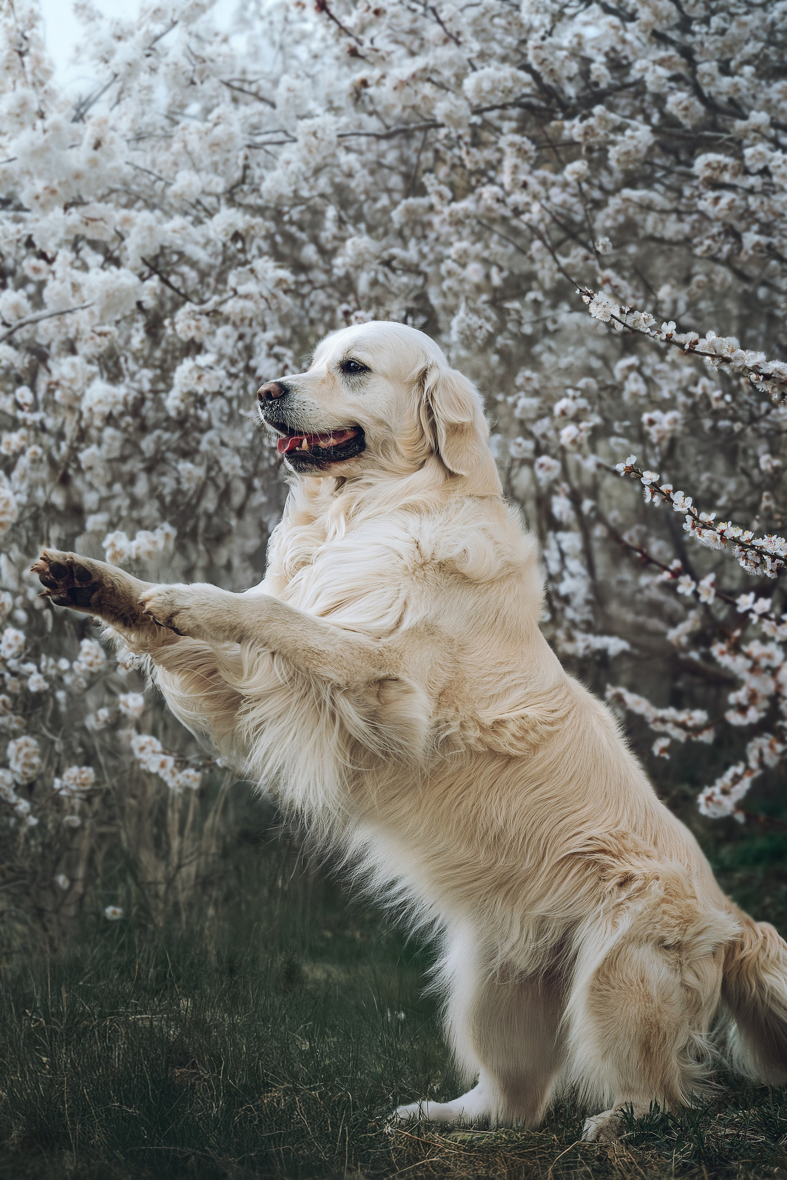 Съемка с собаками, животными. Сайт фотографа Елены Коноваловой Иркутск