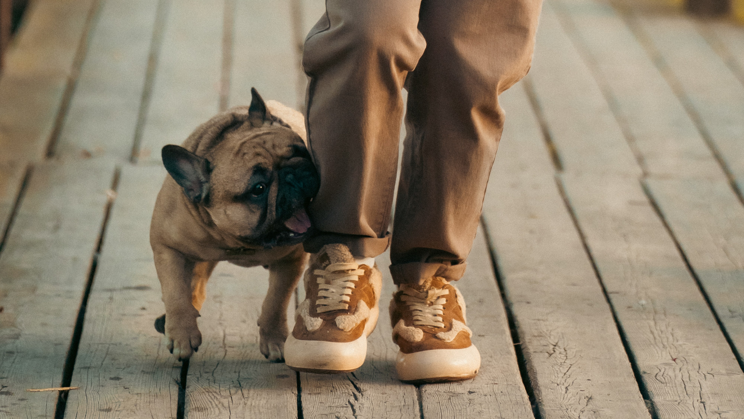 Анастасия и Бенц. Фотограф анималист в Москве и Санкт-Петербурге Свиридова Анна