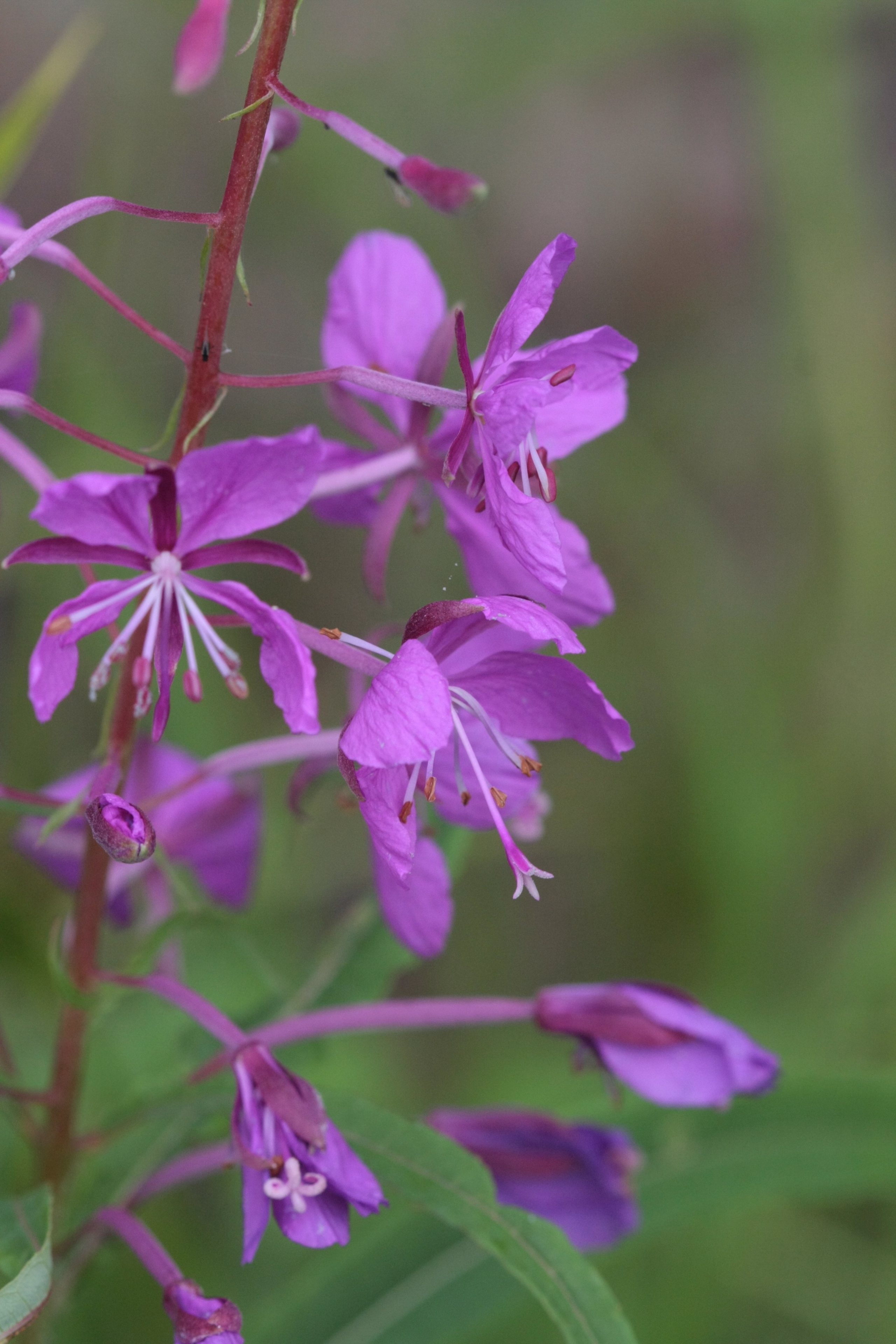 Фото Природы Забайкалья. Студия Максима Белослюдцева