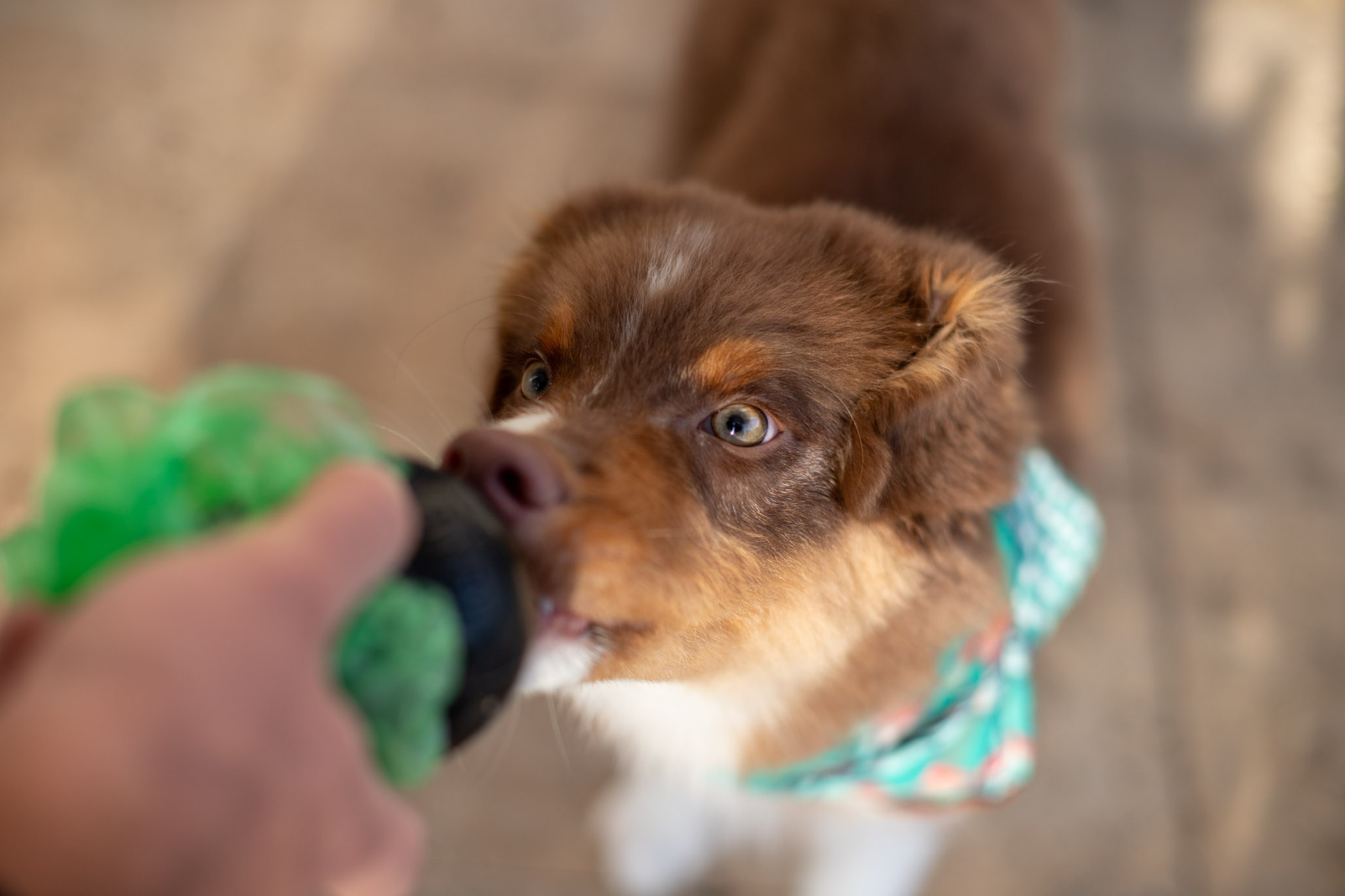Чакки, Австралийская Овчарка. Ирина Голомб|Фотограф-анималист в  Сочи и Калининграде