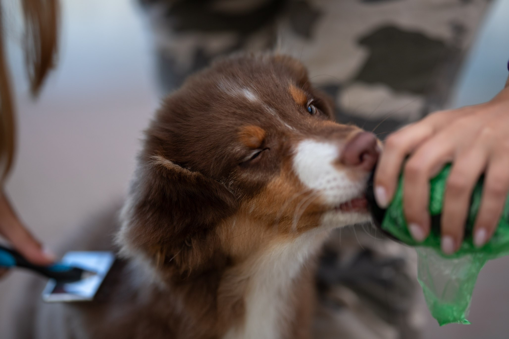 Чакки, Австралийская Овчарка. Ирина Голомб|Фотограф-анималист в  Сочи и Калининграде