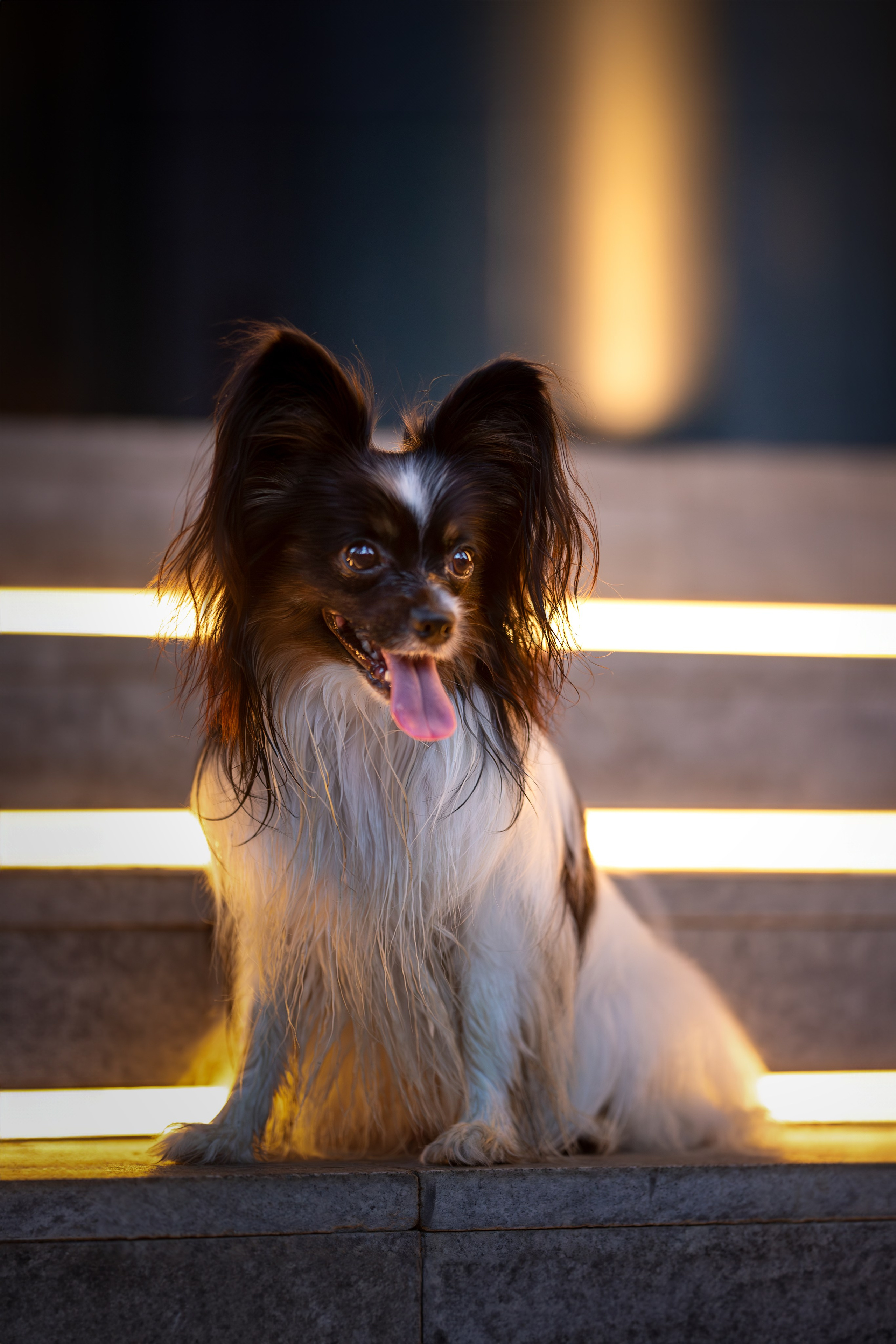 Бэйли, Папийон. Ирина Голомб|Фотограф-анималист в  Сочи и Калининграде