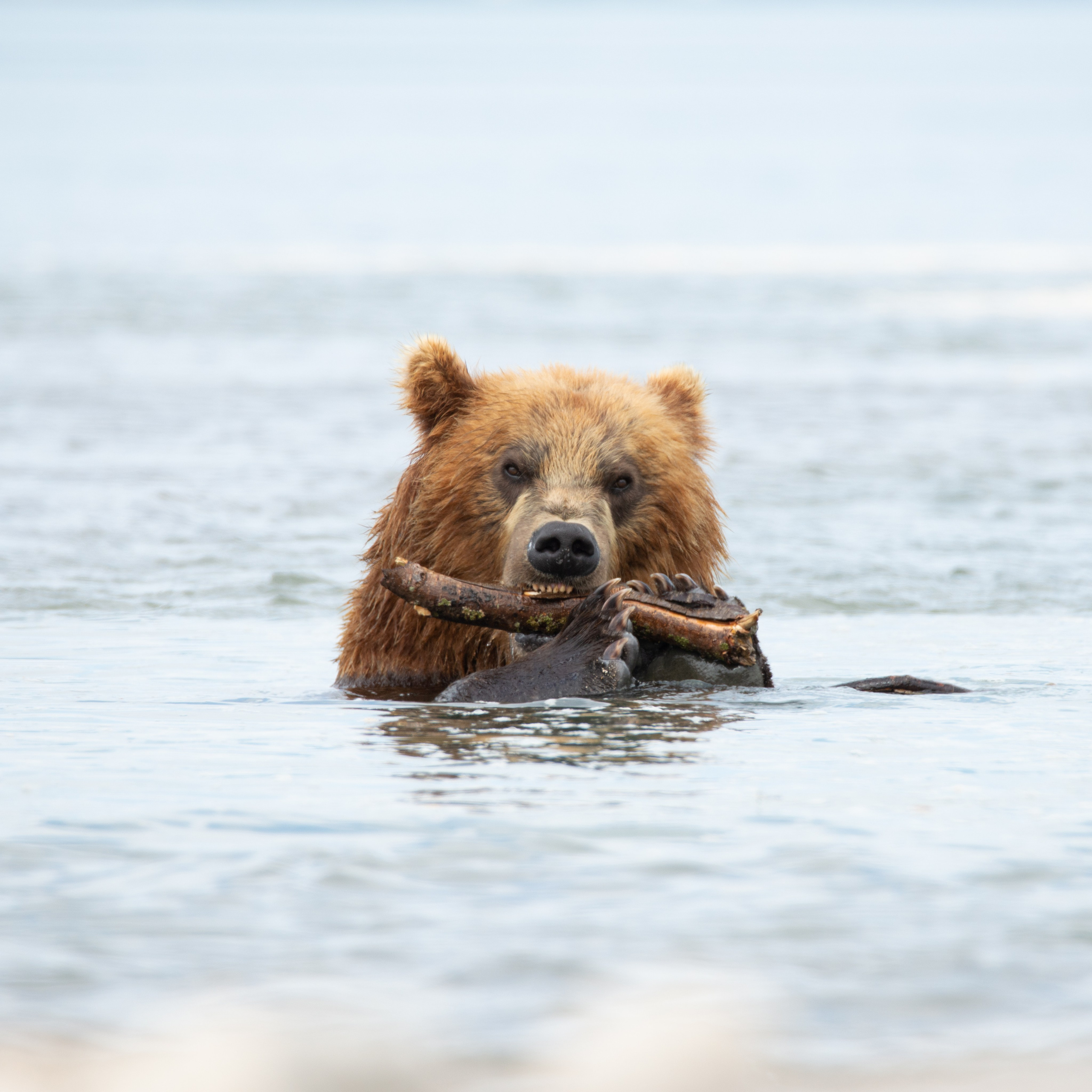 Камчатка — земля медведей. Игорь Иванко — Репортажный и событийный фотограф. Москва