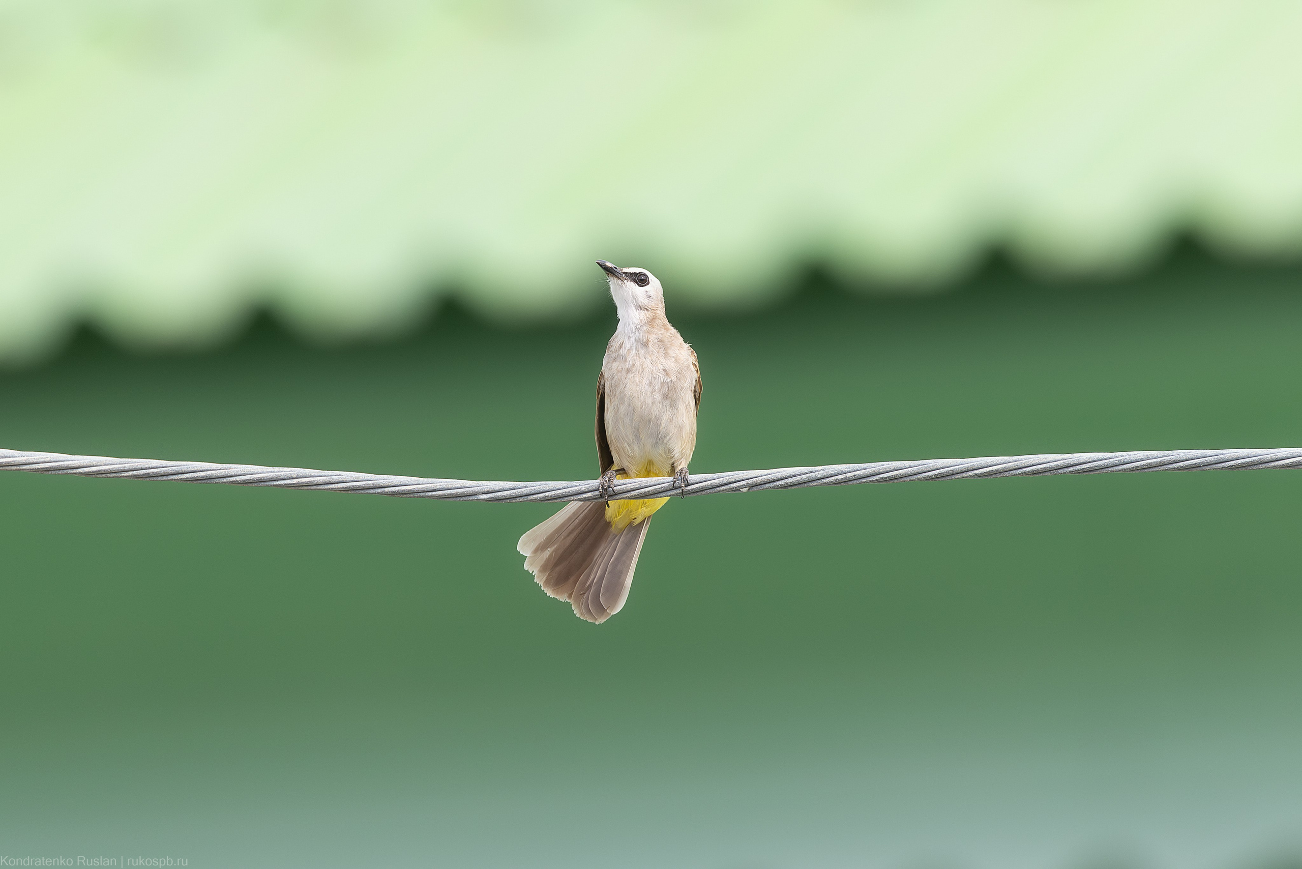 Желтоухий настоящий бюльбюль. Архитектурный и пейзажный фотограф Кондратенко Руслан, Санкт-Петербург
