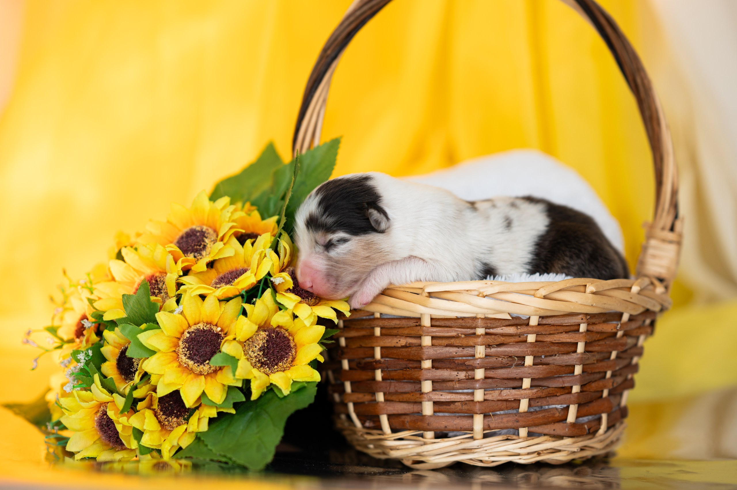 Заводчик Влада Эльман. Творческий фотограф Вологда