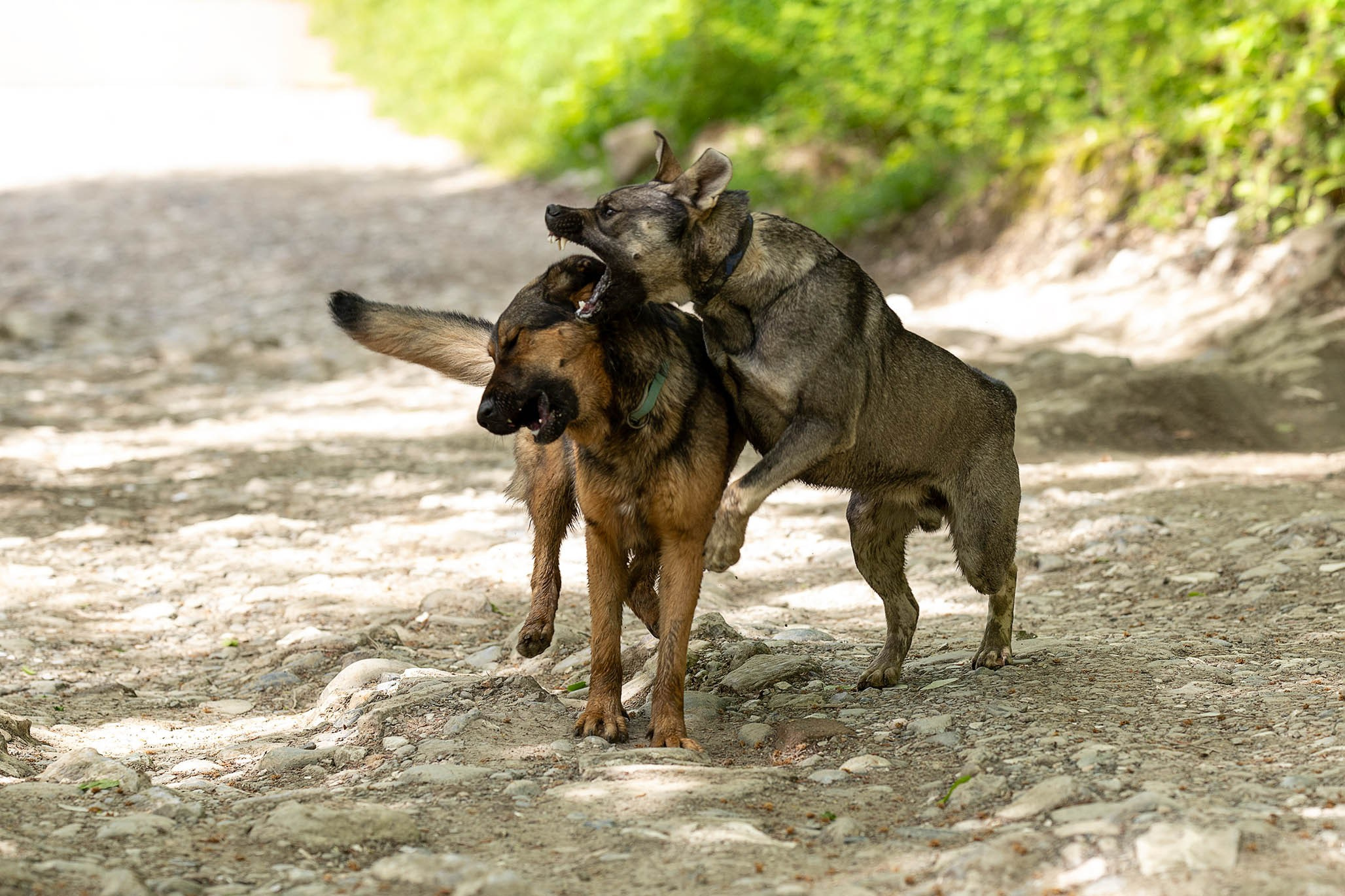 Кай и Герда. Ирина Голомб|Фотограф-анималист в  Сочи и Калининграде