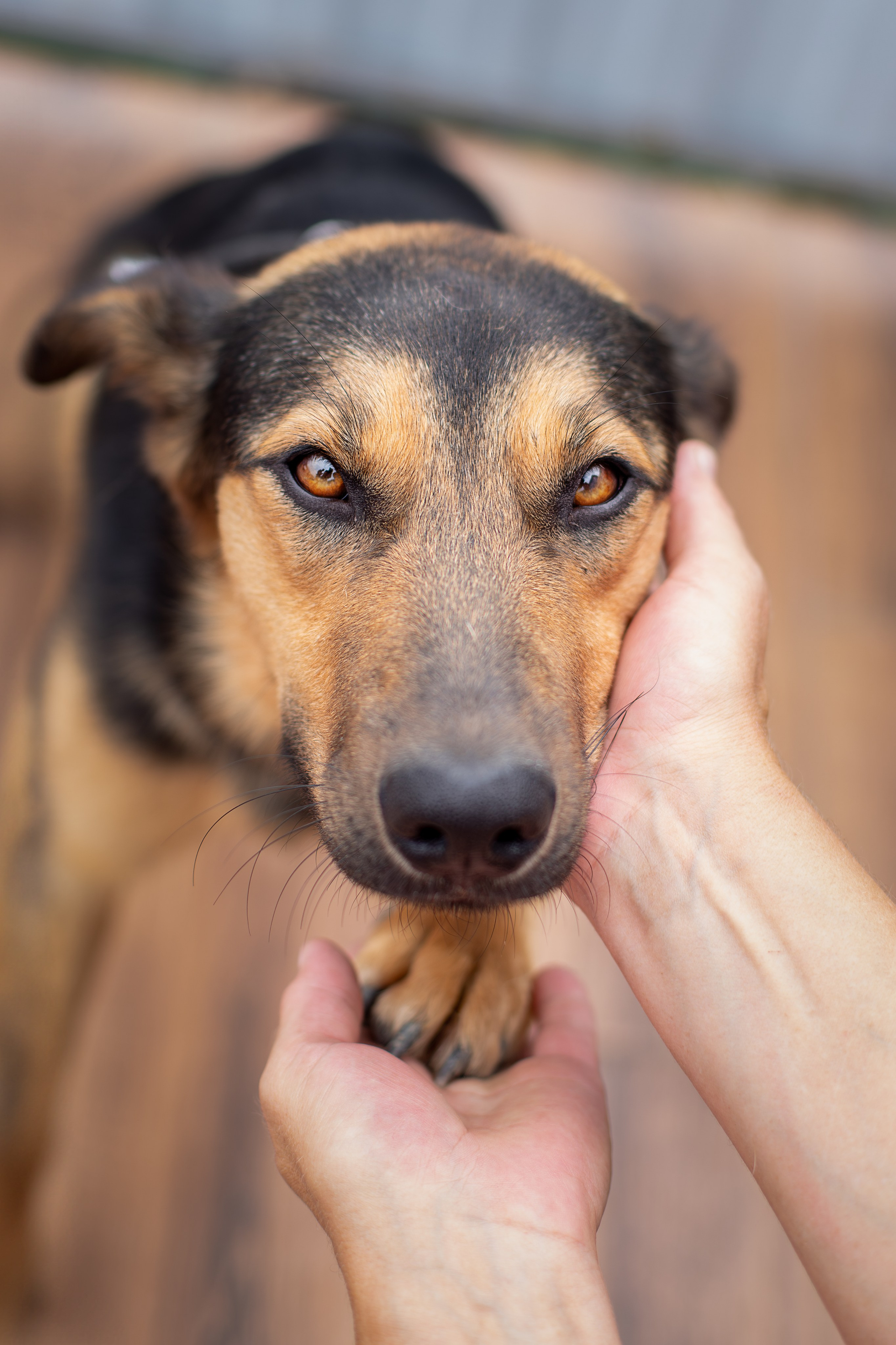 Мини-приют «Возрождение». Ирина Голомб|Фотограф-анималист в  Сочи и Калининграде