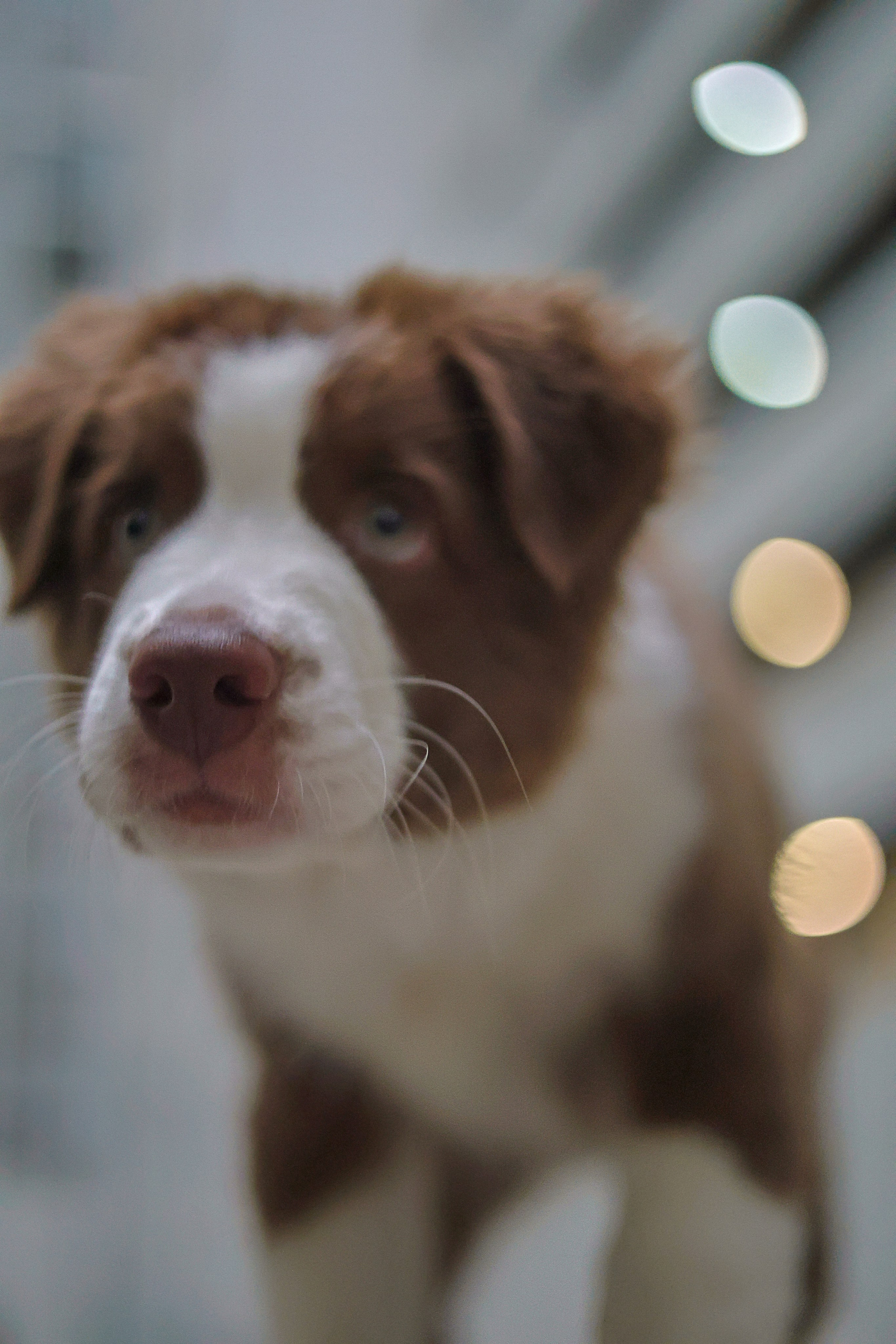 Дин, Австралийская Овчарка. Ирина Голомб|Фотограф-анималист в  Сочи и Калининграде