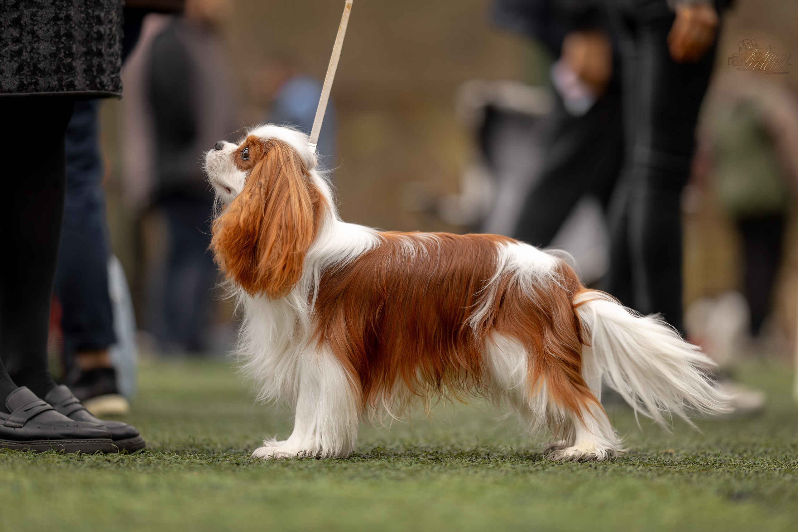Выставка 17.12.23. Ирина Голомб|Фотограф-анималист в  Сочи и Калининграде