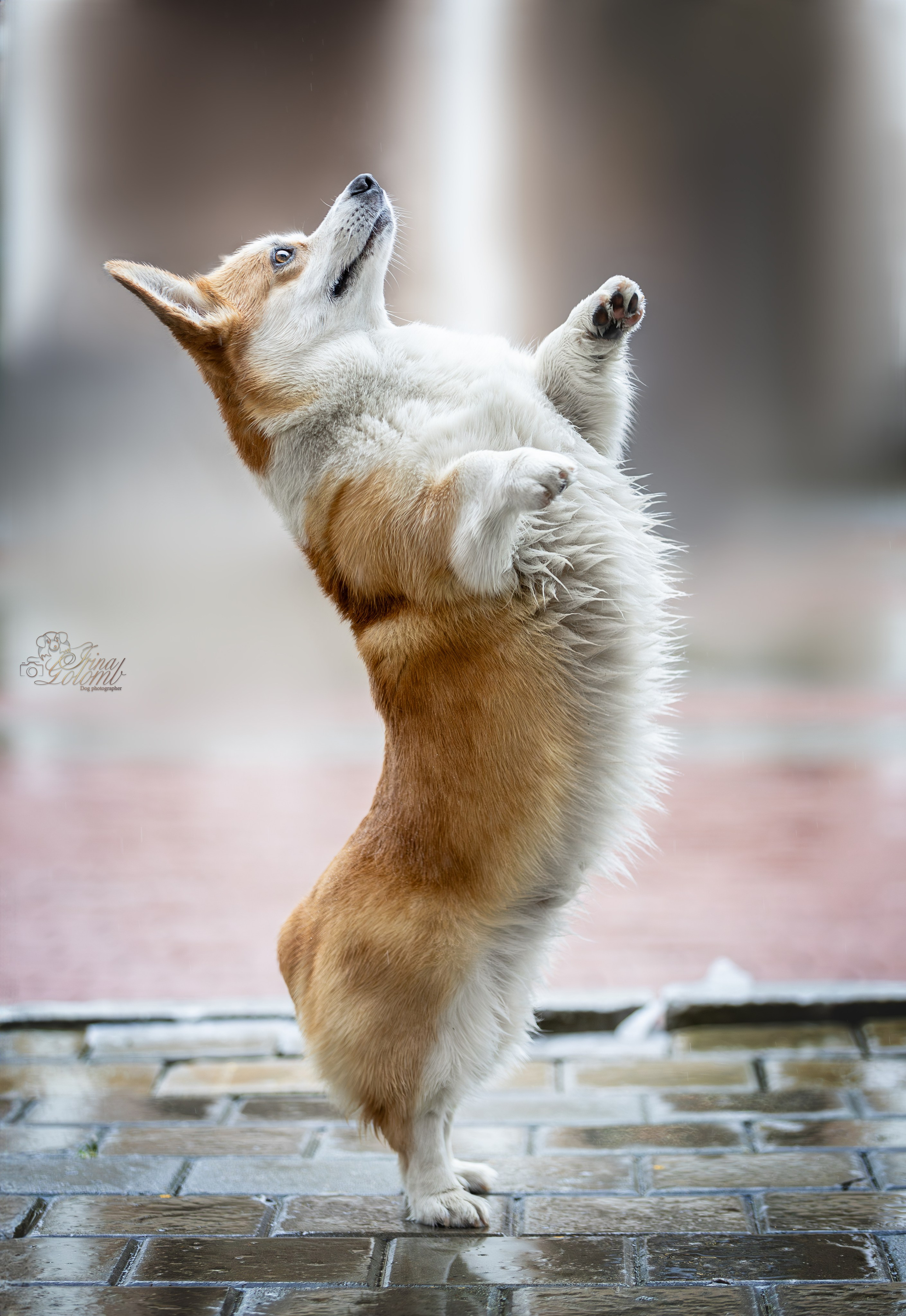 Гай, Корги-Пемброк. Ирина Голомб|Фотограф-анималист в  Сочи и Калининграде