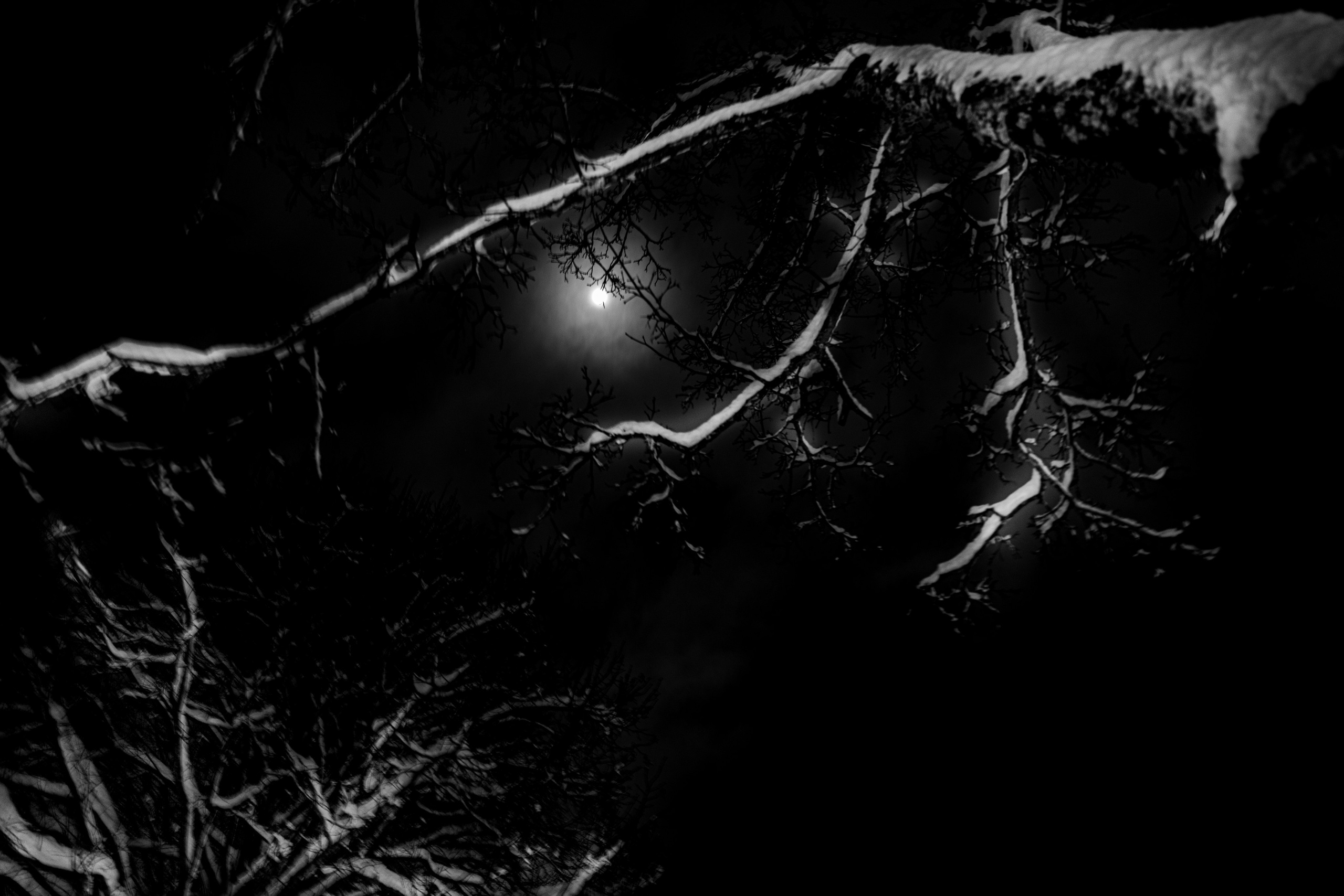 Природа 31 Декабря 2025 года. Клены. Фотографирую жизнь! Московский фотограф волонтер