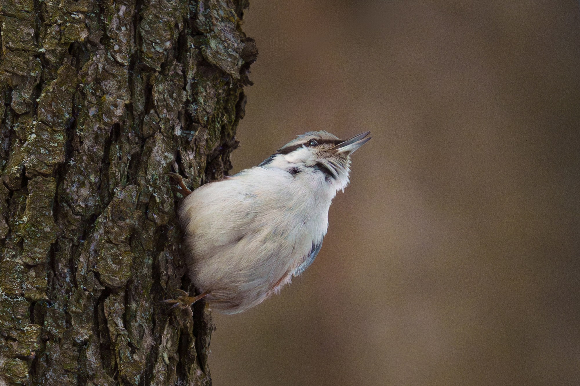 Удивительные мир птиц. Вокруг нас столько прекрасного — присмотритесь!. Ваш личный фотограф Марина Волкова