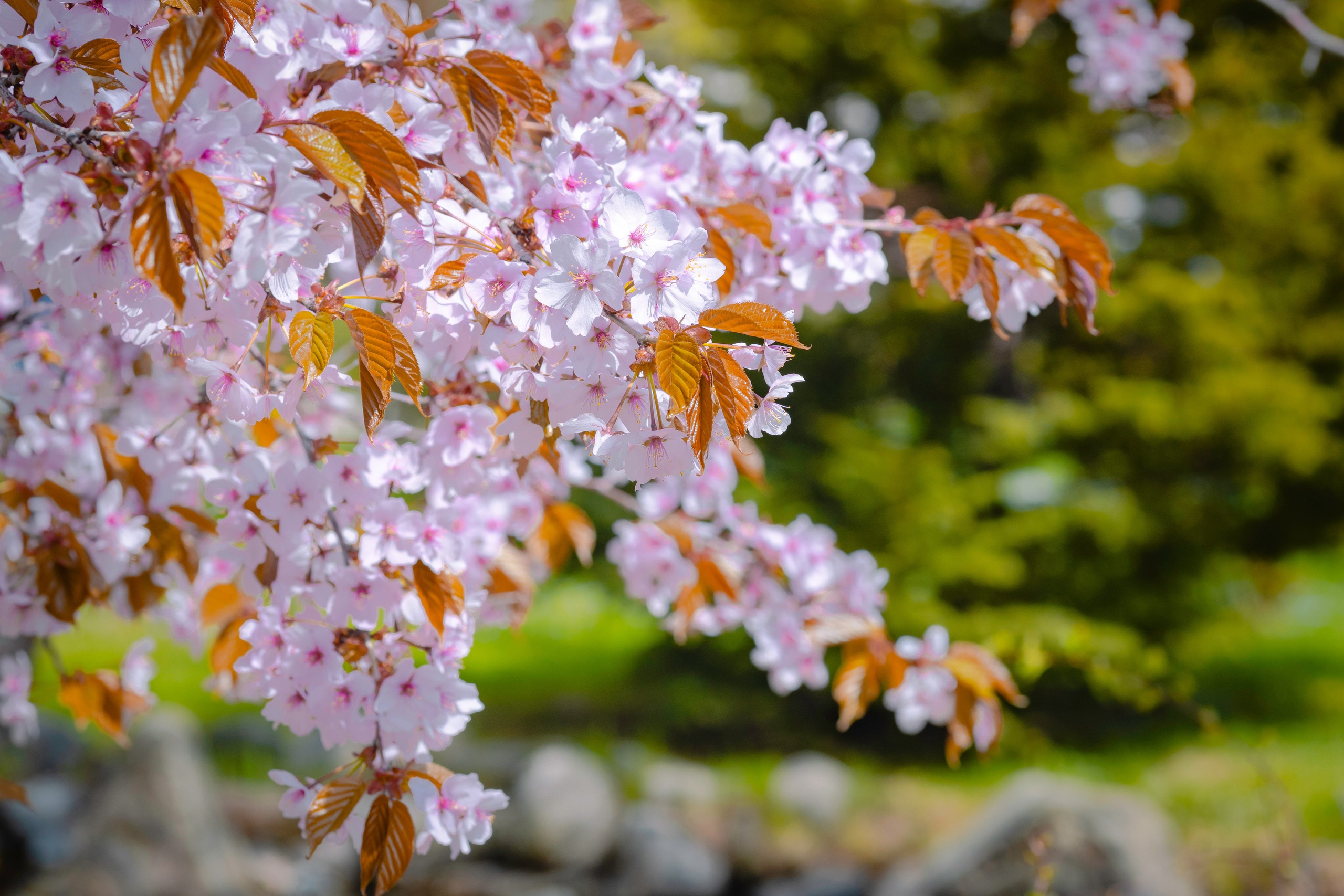 О.Сахалин. Фотограф. г. Южно-Сахалинск. Олег Толстов
