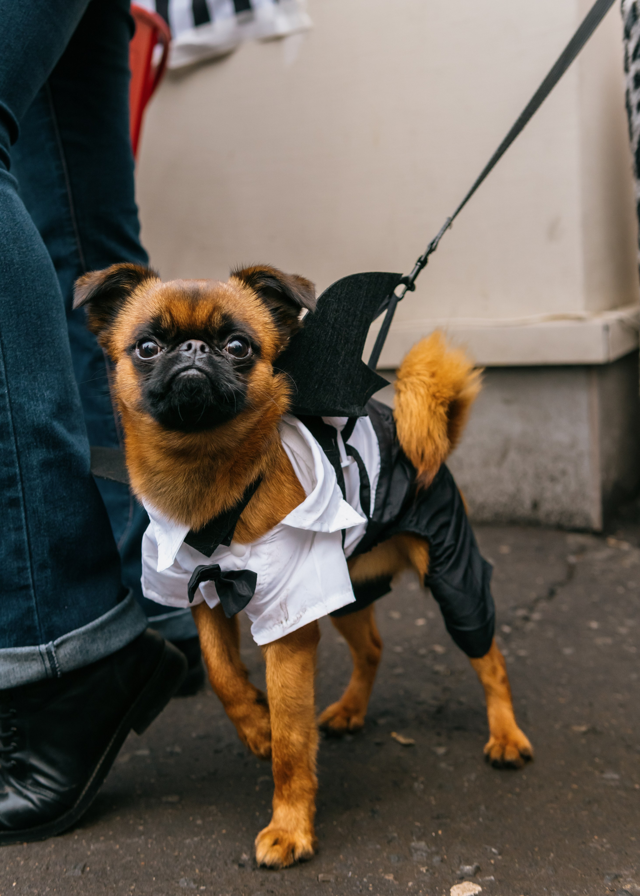 Тематическая встреча породников «Griffween». Фотограф-анималист Ксения Воробьева, Москва