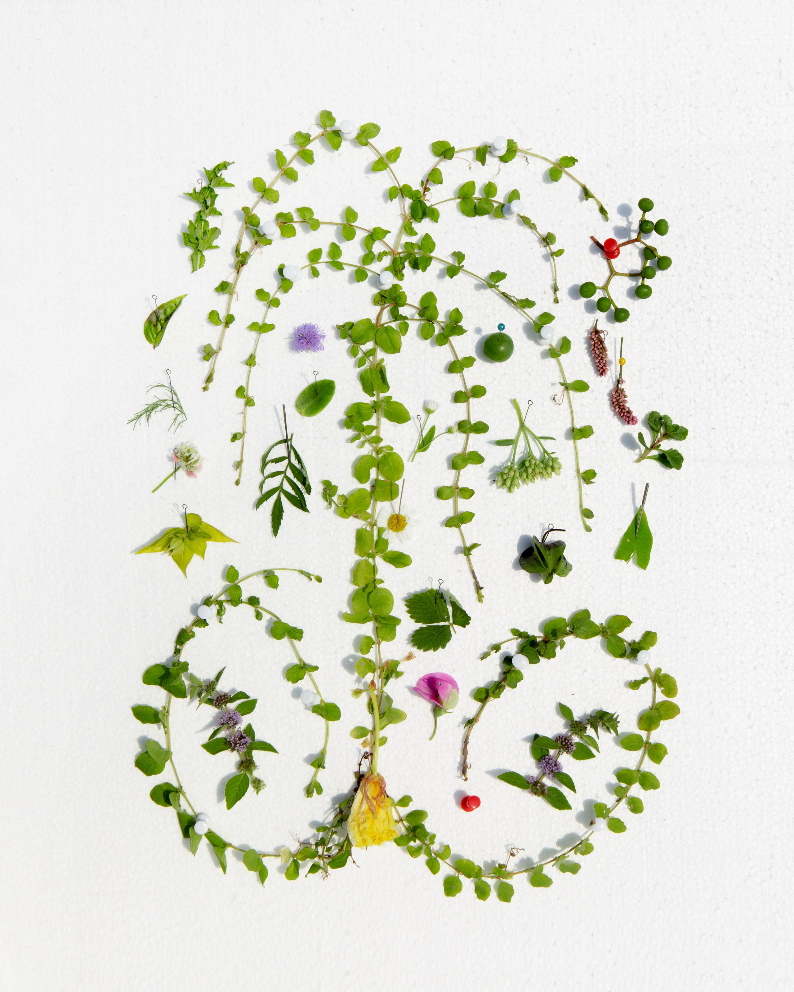 Условная ботаника. Фотографии Саши Любина