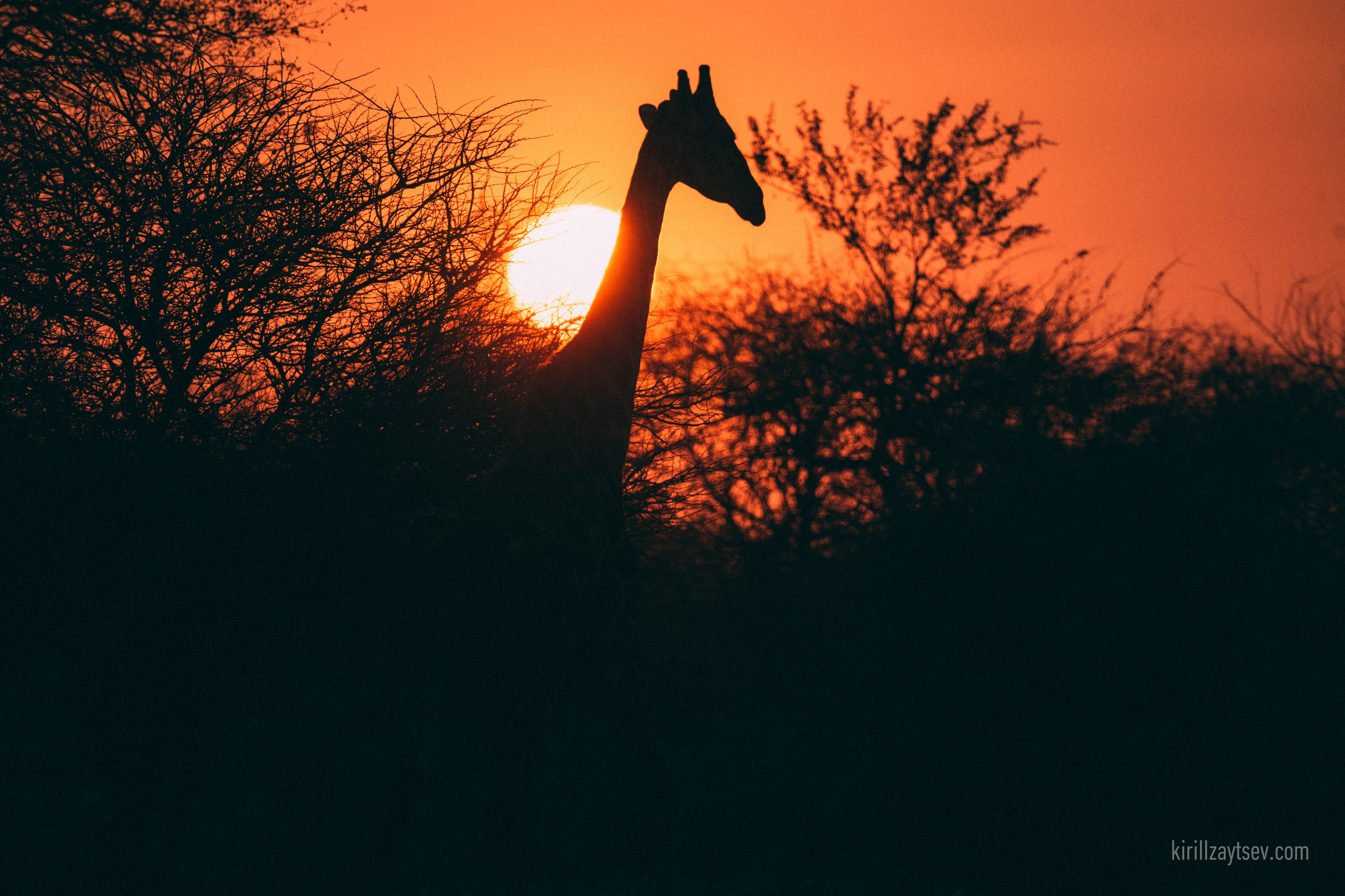 Жизнь. Профессиональный фотограф Кирилл Зайцев