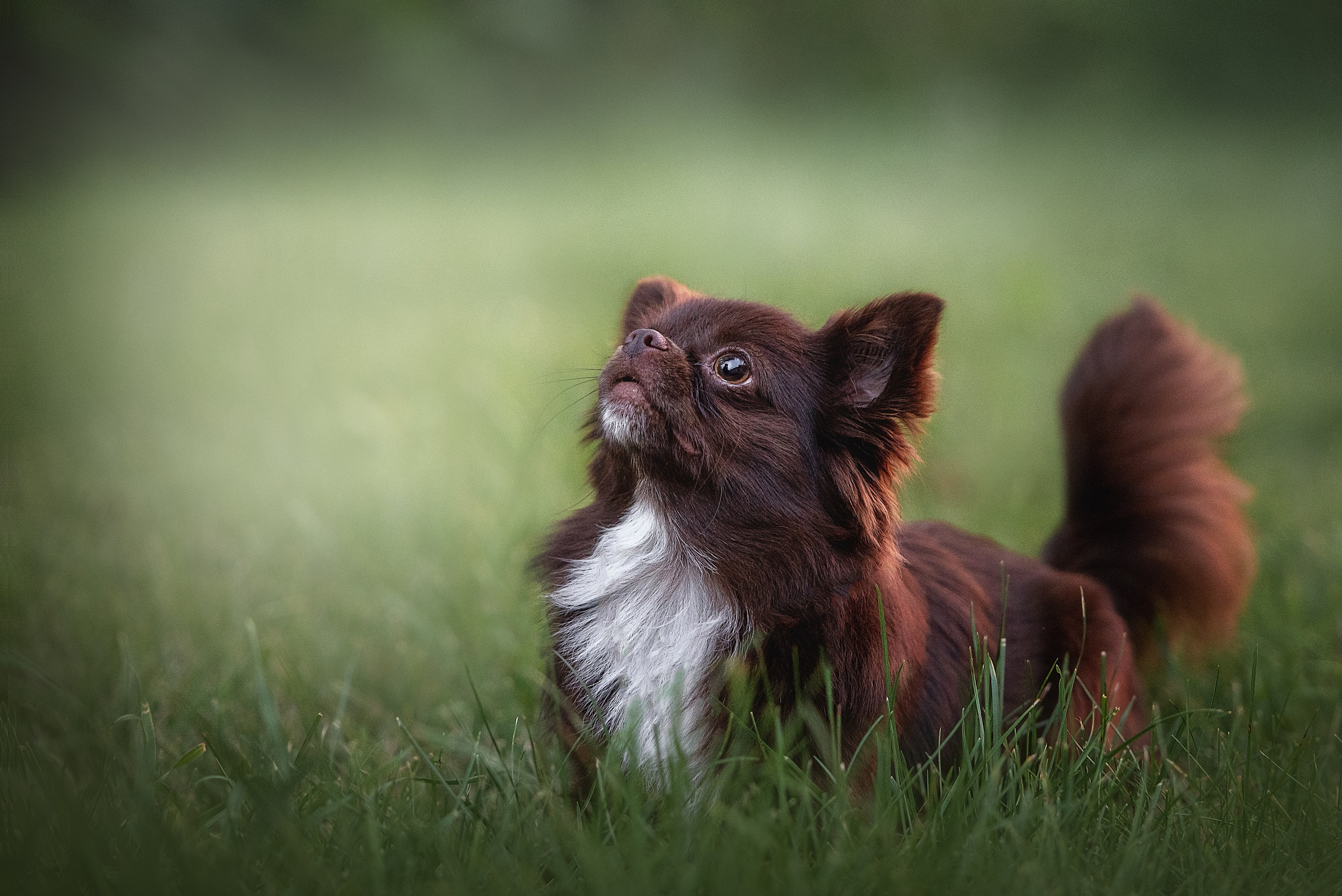 Собаки. Мотофотограф в Нижнем Новгороде Динара Зуйкова
