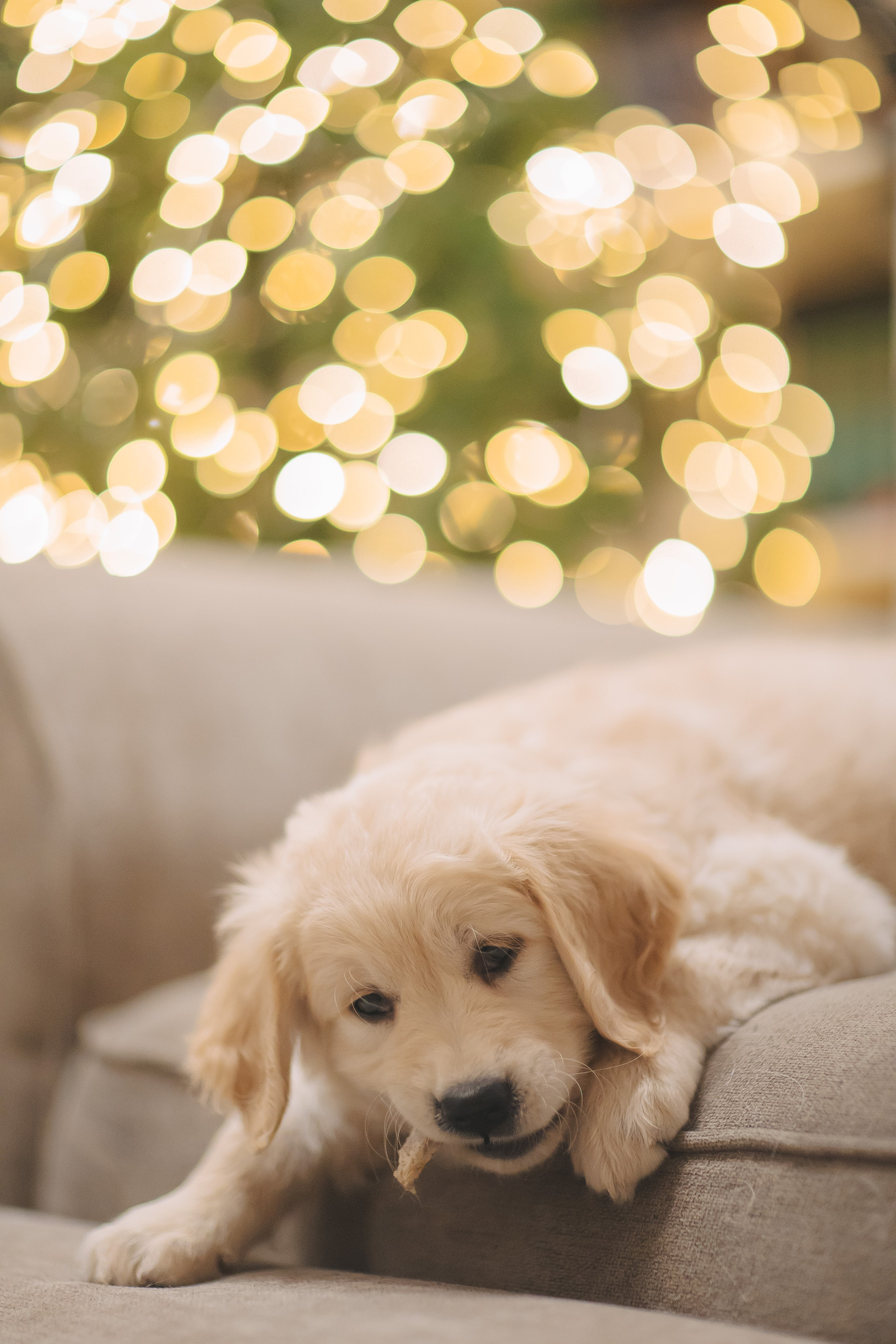 Снежик и Веста, НГ. Свадебный и женский фотограф