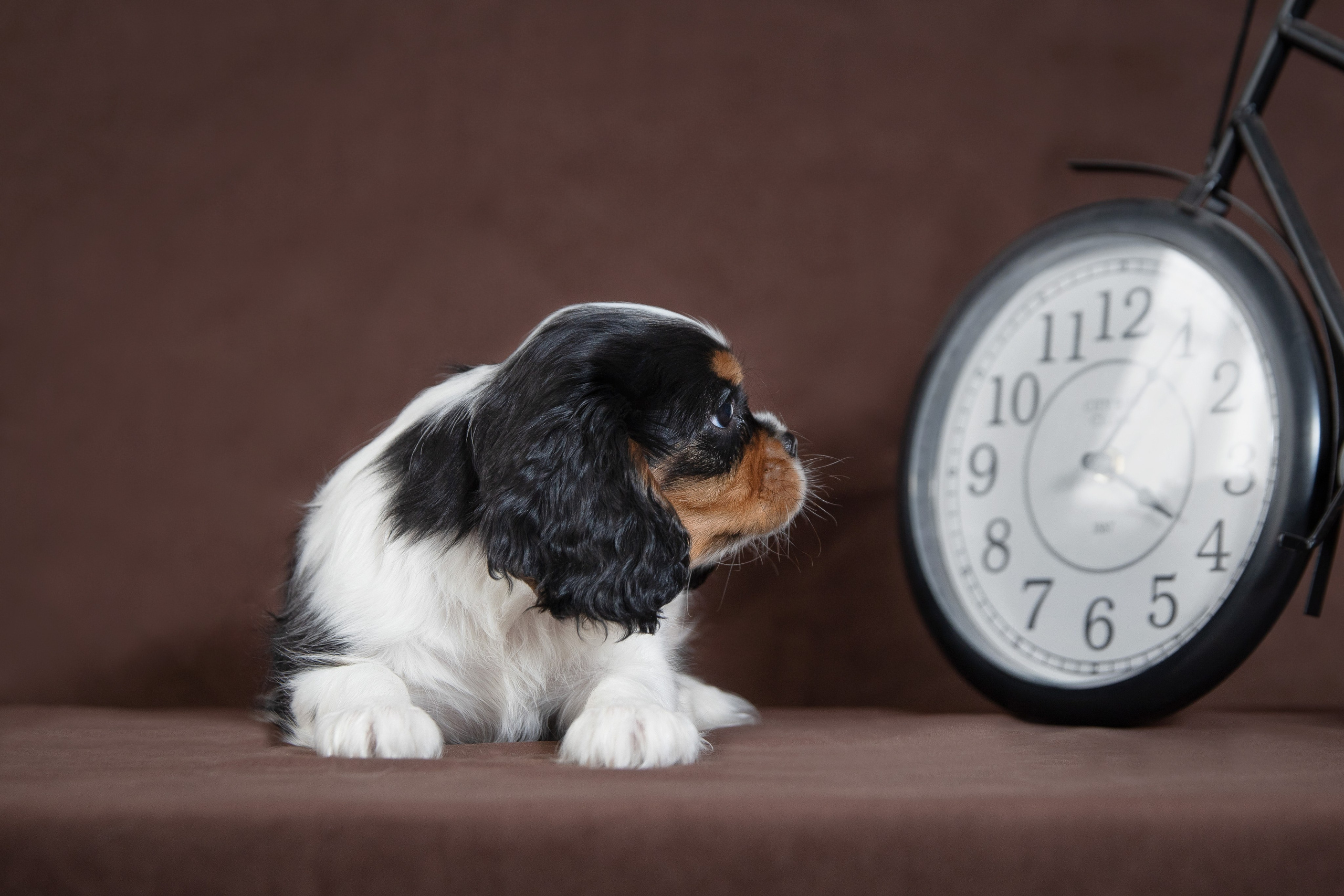 КАВАЛЕР КИНГ ЧАРЛЬЗ СПАНИЕЛЬ. Юлия Микульская. Рыбинск