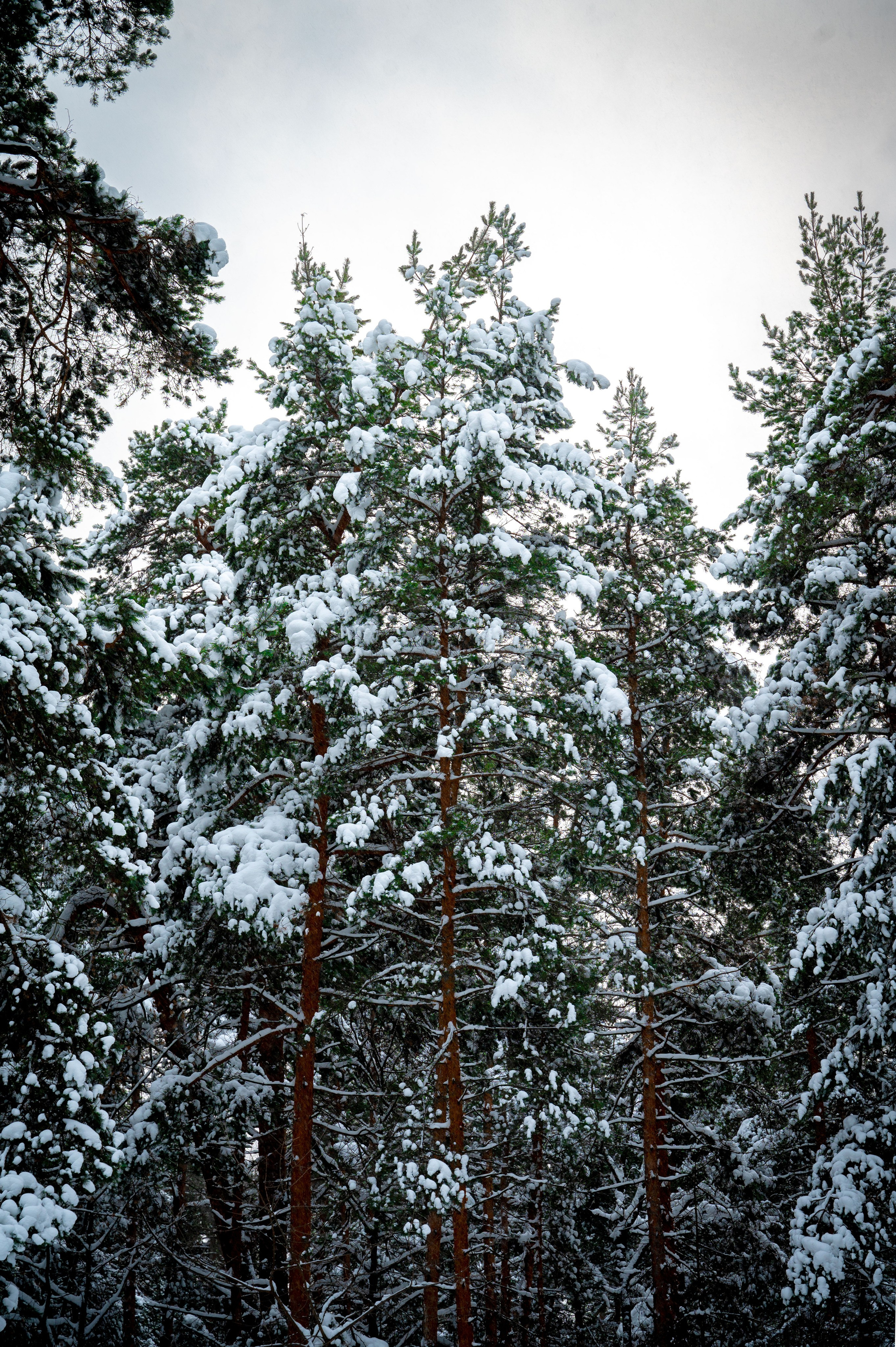 Прогулка с собакой. Зима, лес, Москва. Vadim Nevenglovskii Фотограф в разных жанрах