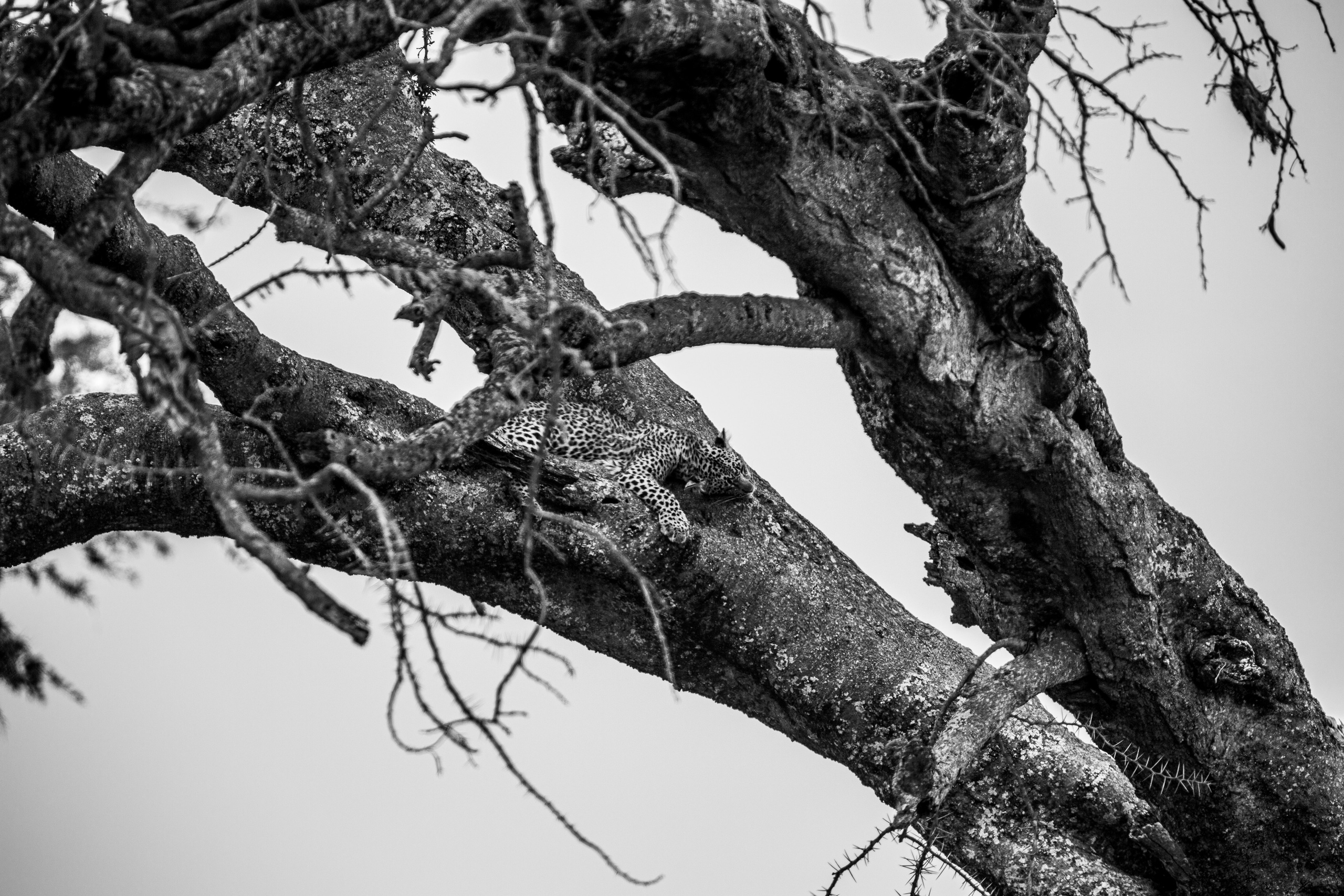 Танзания. Добродеева Алла фотограф, Москва