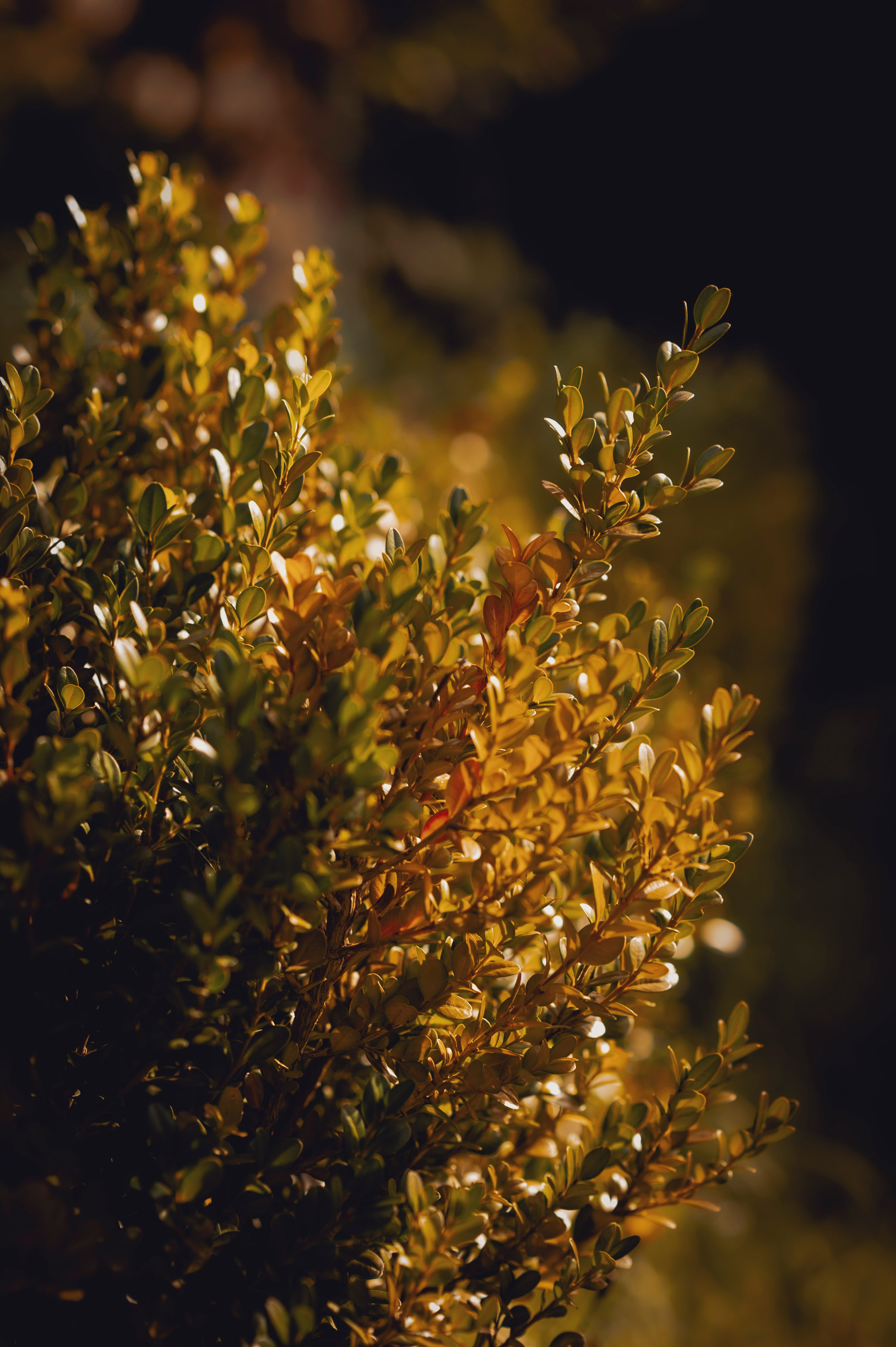 Осень во всей красе. Анна Боровикова, фотограф Пушкино