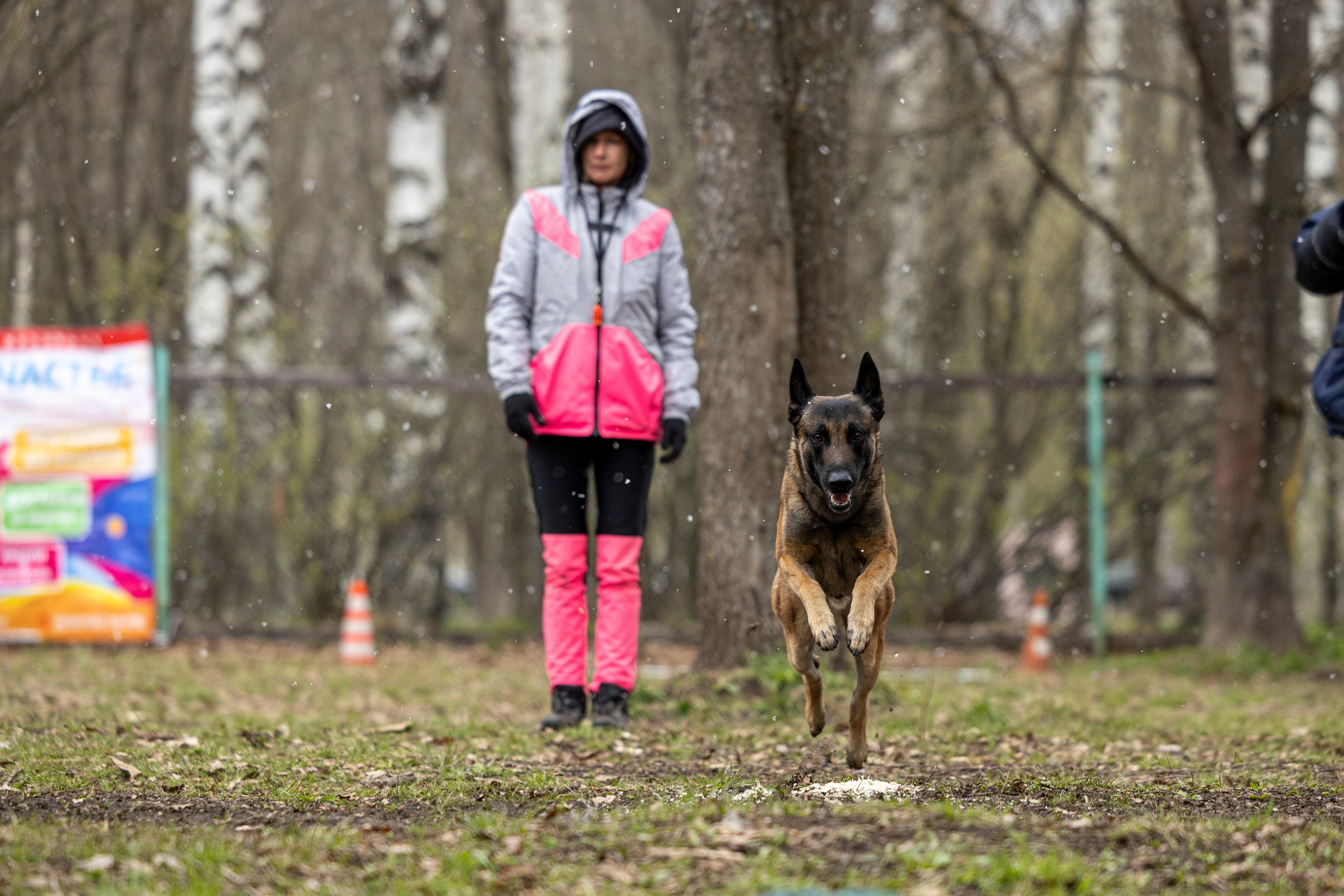 Квалификационные состязания по мондьорингу г. Вологда 11.05.24. Фотограф-анималист Анна Маринич