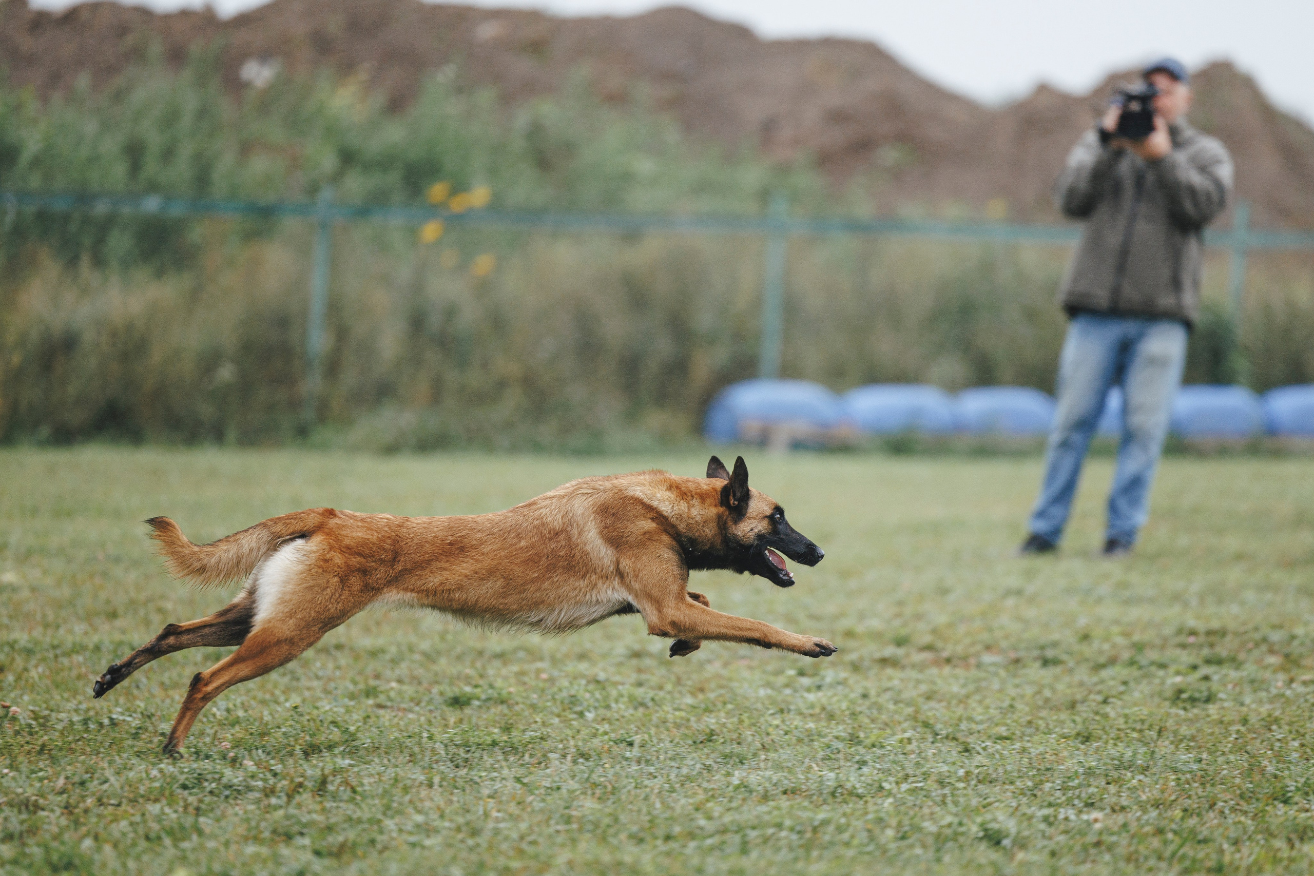 08.08.25-10.08.25 ЧР по мондьорингу г. Вологда. Фотограф-анималист Анна Маринич