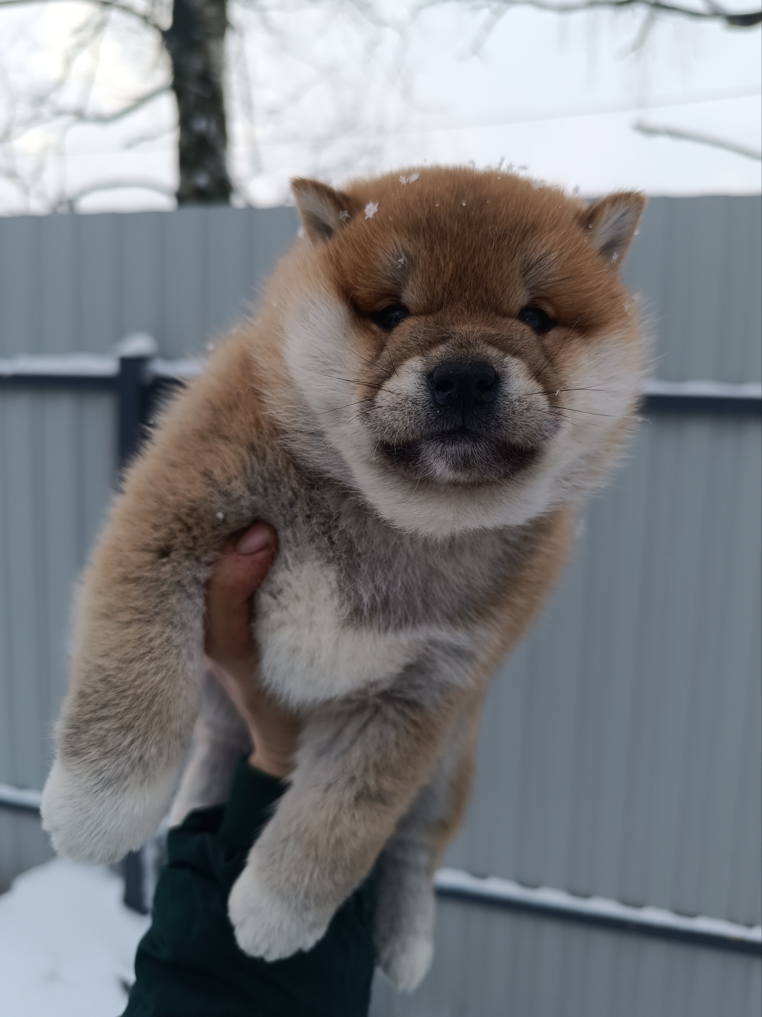 сиба питомник Рубилайт щенки на продажу rubylight  сиба щенки купить СПб Санкт-Петербург 