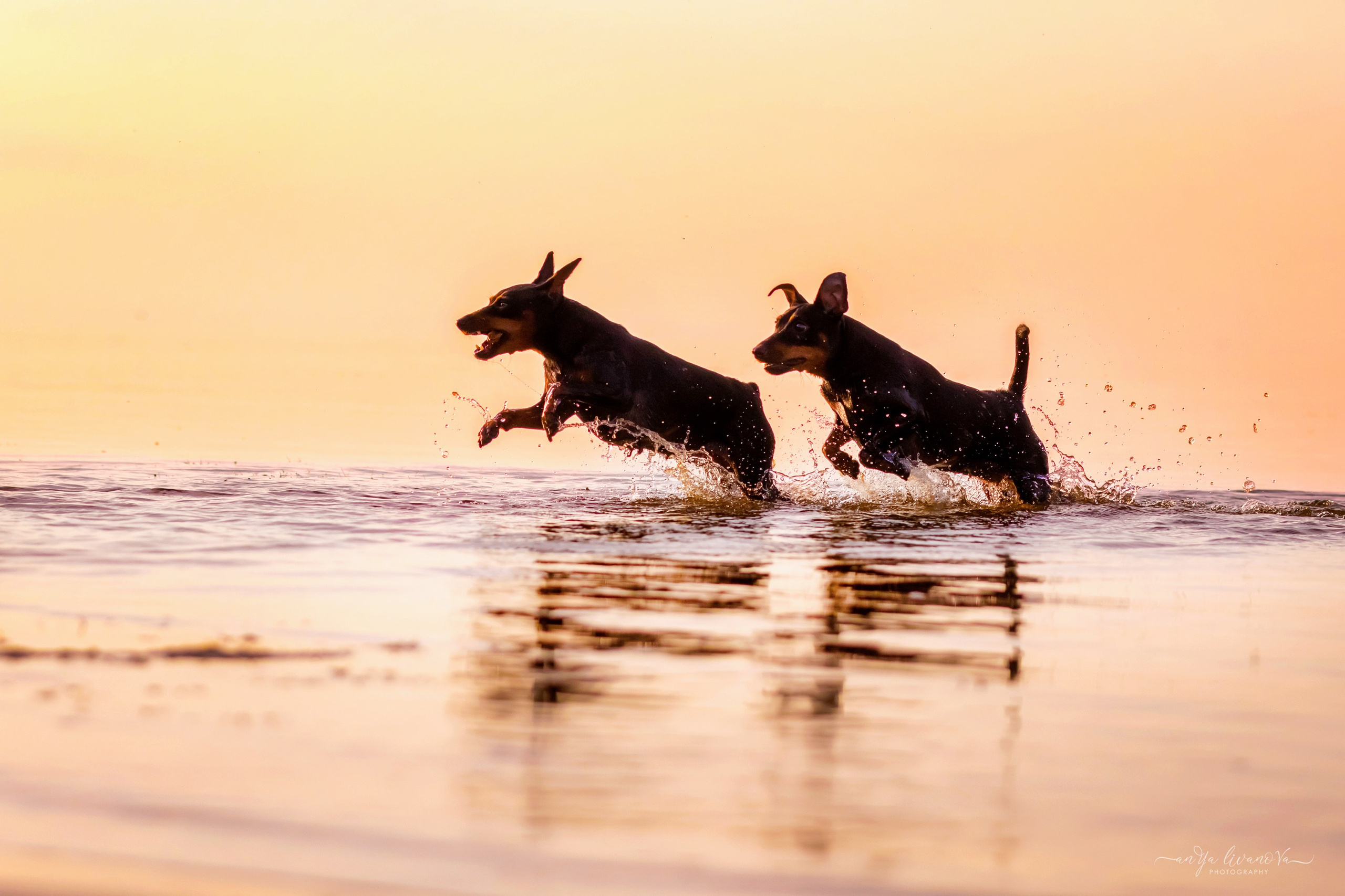 Ляля — Маня — Плюша закат. Фотограф анималист Аня Ливанова | Рыбинск
