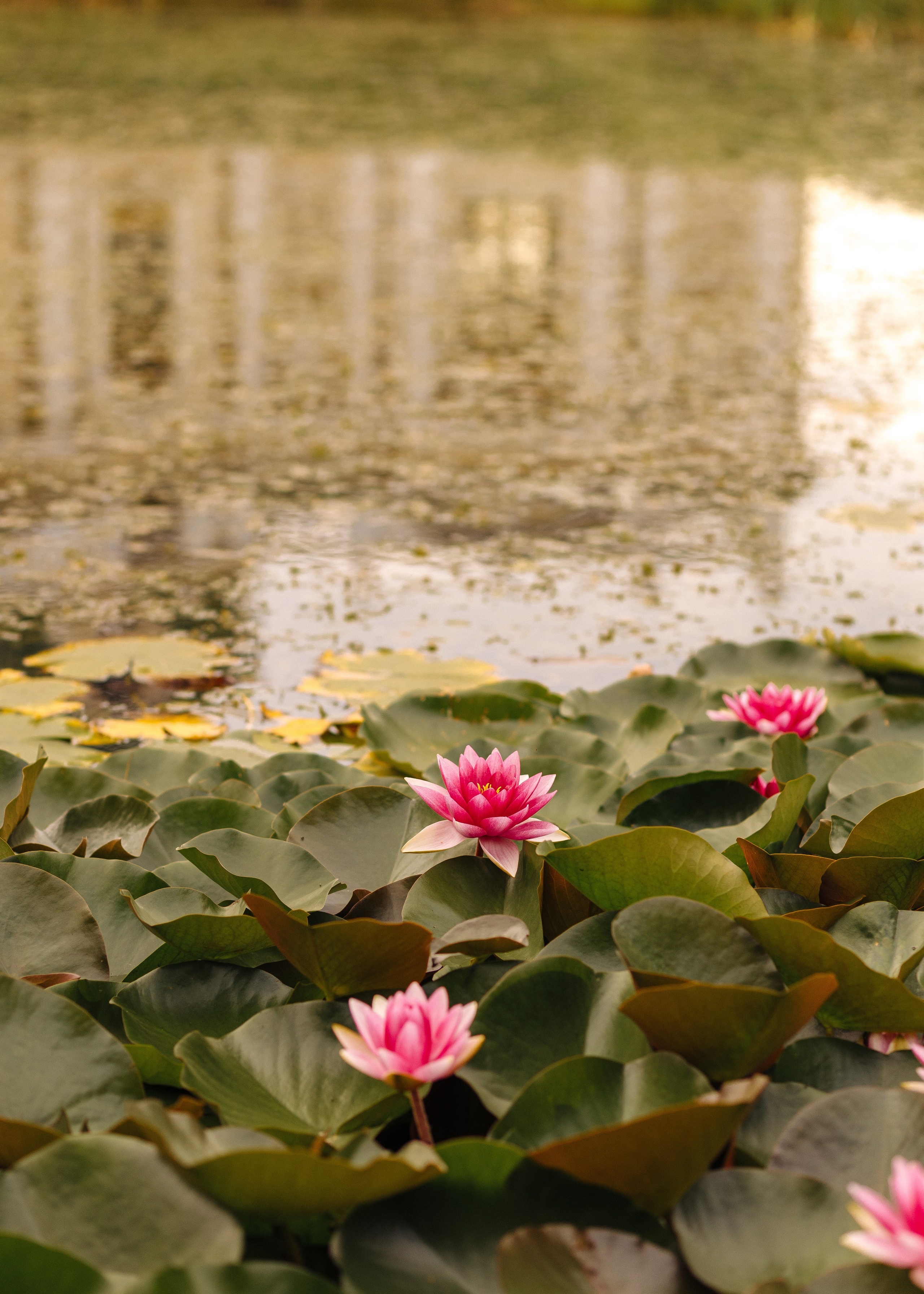 Вика и Антон. Семейный фотограф В Москве Александра Дейкун