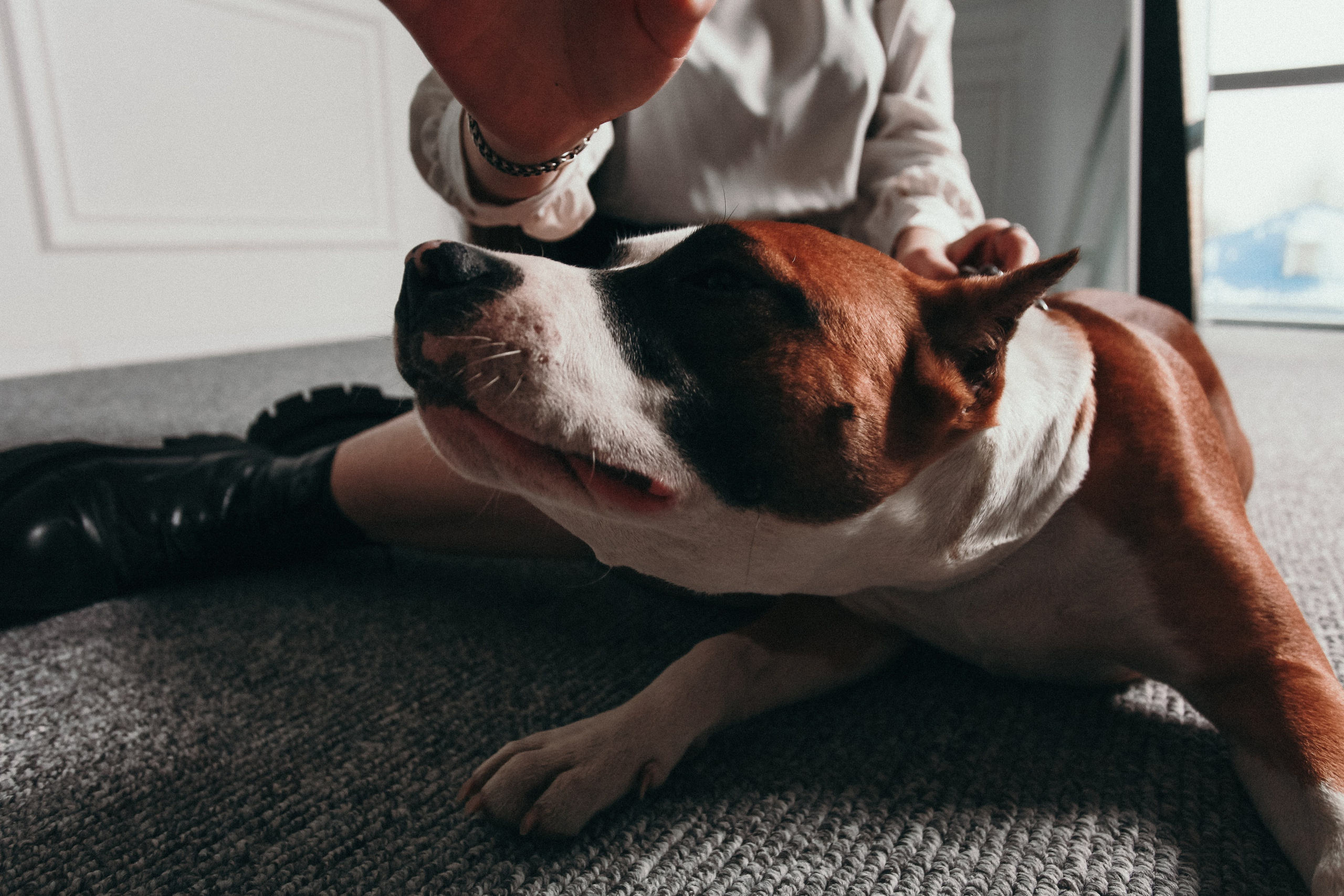 Ксения и Бакс. Фотограф Дарья Локотко в Красноярске