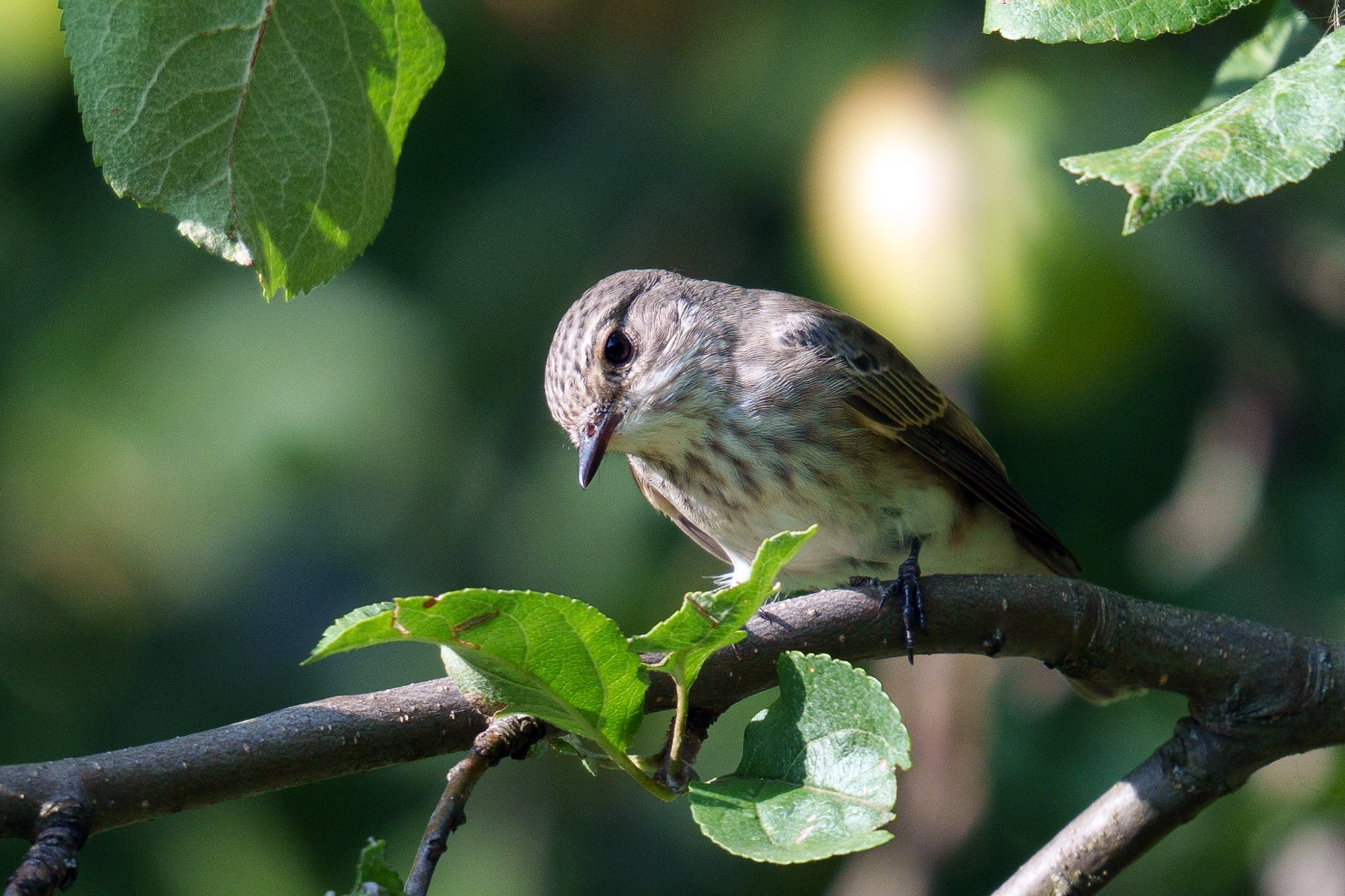 Удивительные мир птиц. Вокруг нас столько прекрасного — присмотритесь!. Ваш личный фотограф Марина Волкова