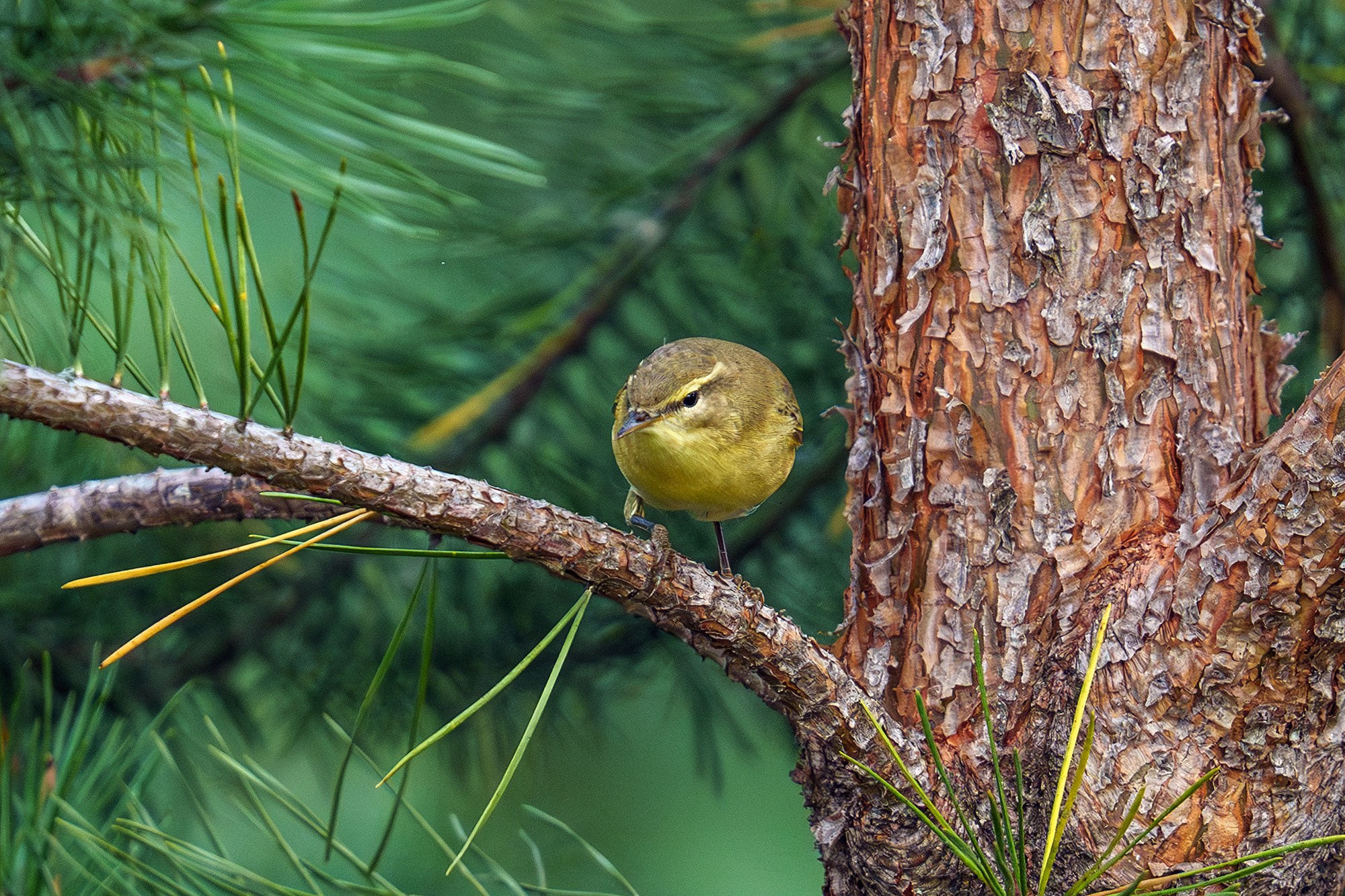 Удивительные мир птиц. Вокруг нас столько прекрасного — присмотритесь!. Ваш личный фотограф Марина Волкова