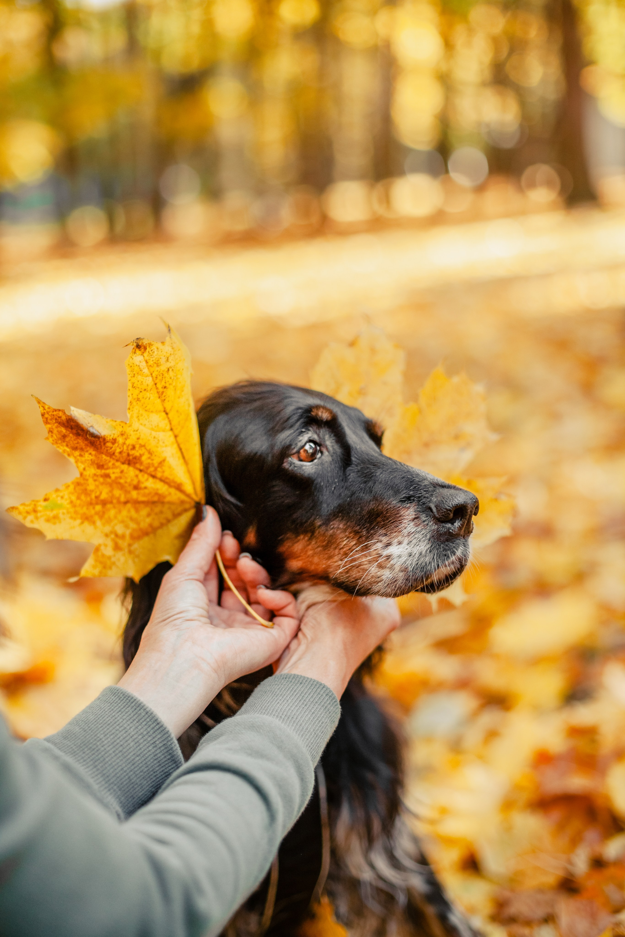 Света, Хайди, Богдана. Фотограф-анималист Татьяна Степанова