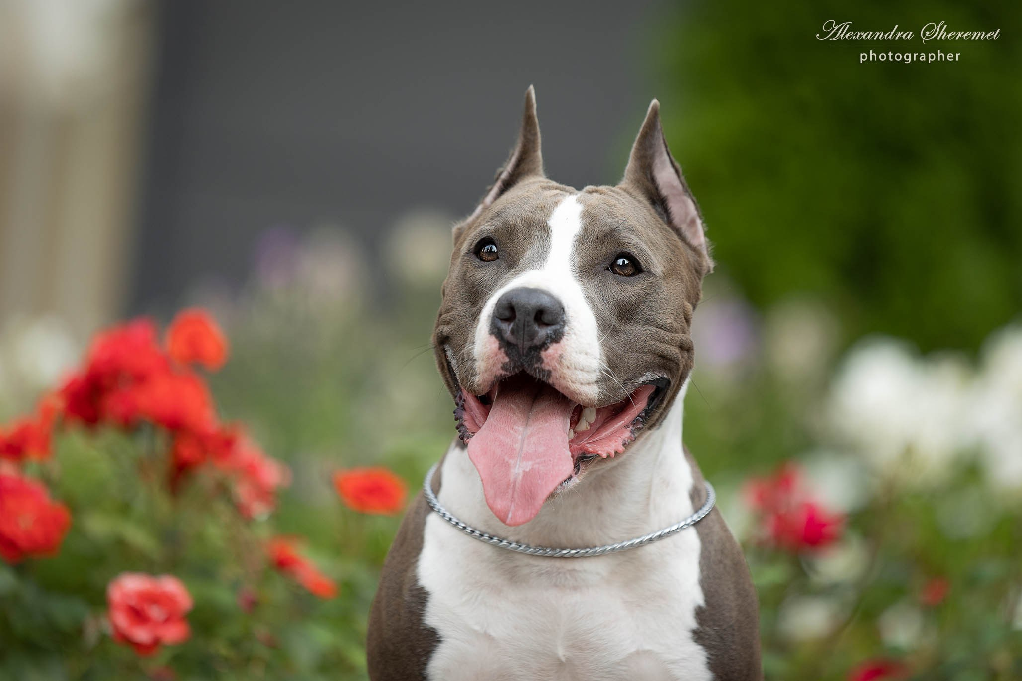 Шерри. Фотограф-анималист Александра Шеремет