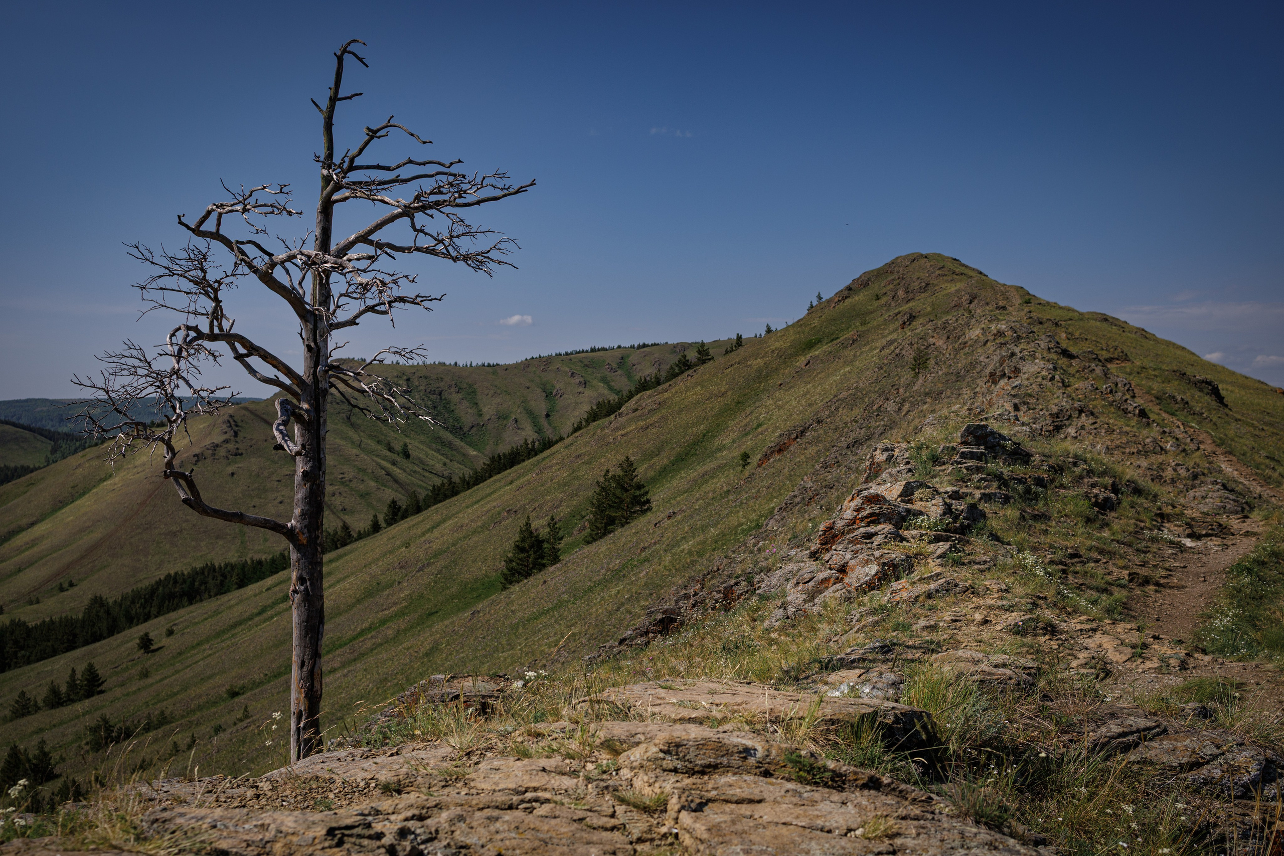 Курташ, Нурали. Александр Абдураманов