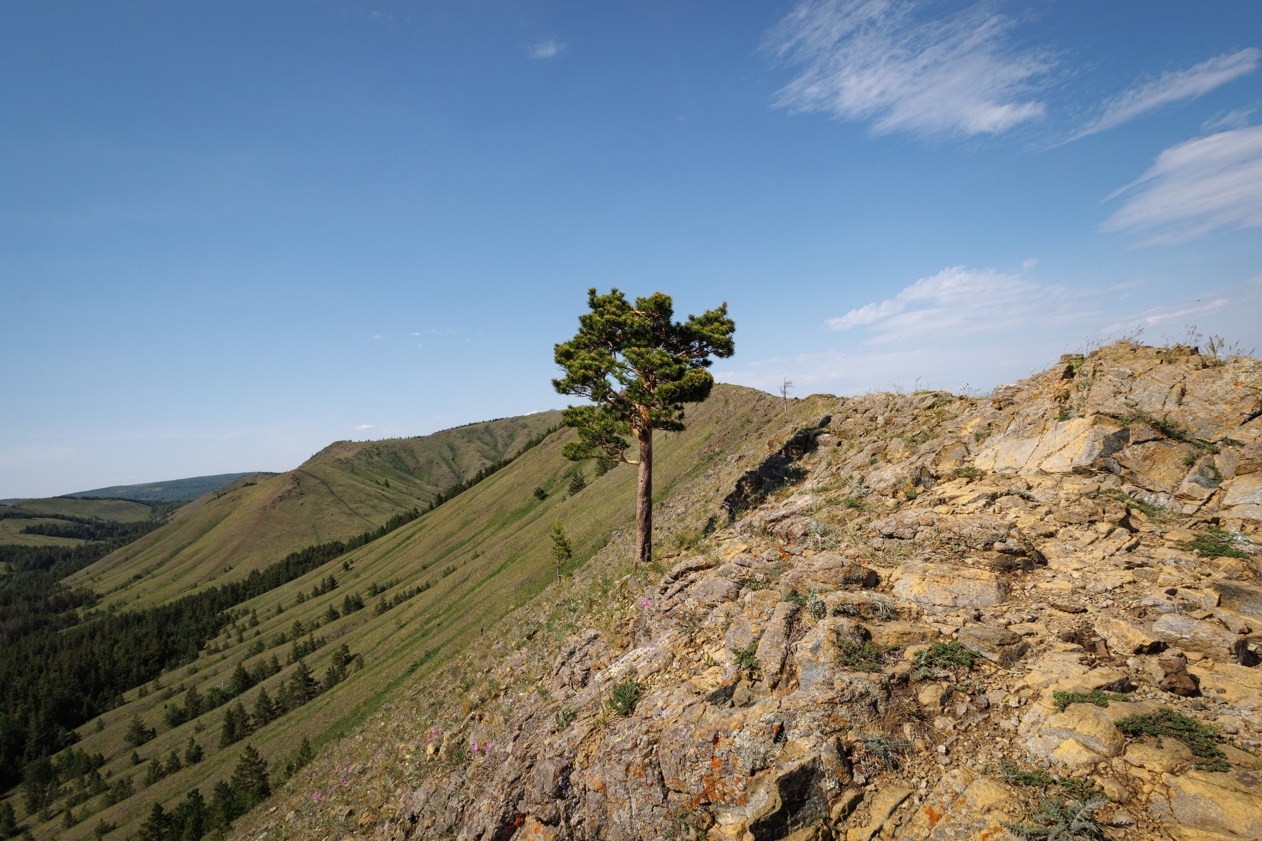 Курташ, Нурали. Александр Абдураманов