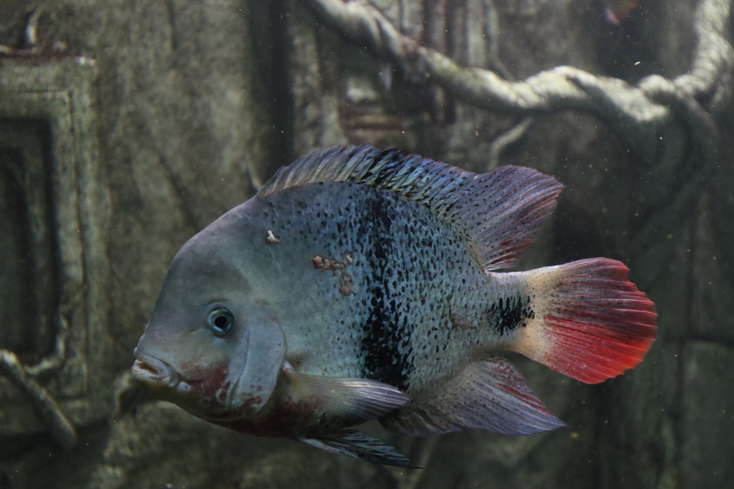 Крым. ЮБК (Севастополь, Кастрополь, Ялта). Май 2023. Путешественник-фотограф из Санкт-Петербурга Татьяна Свистулина