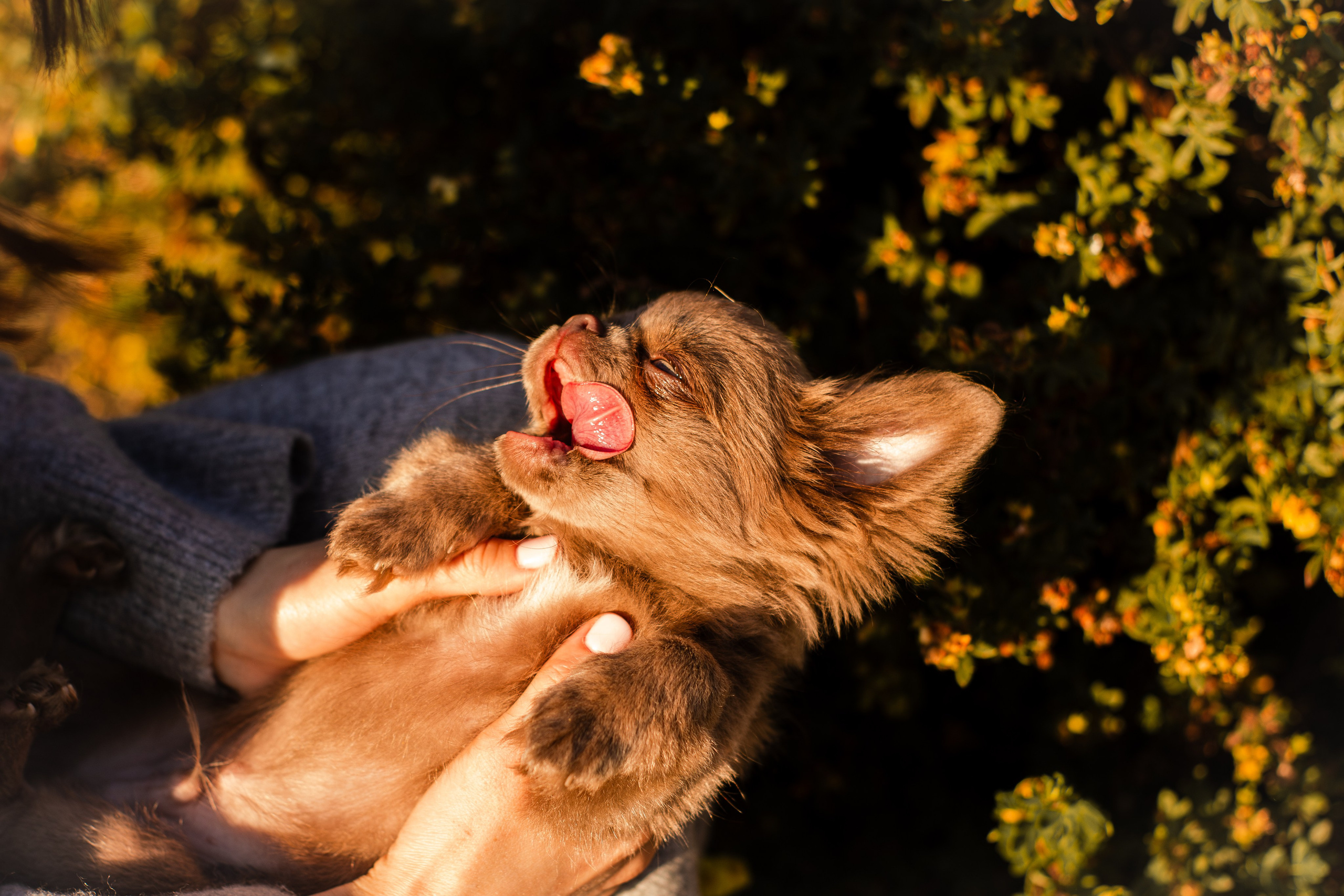 Варя и Фунтик. Фотограф-анималист Мария Баркевич | Москва