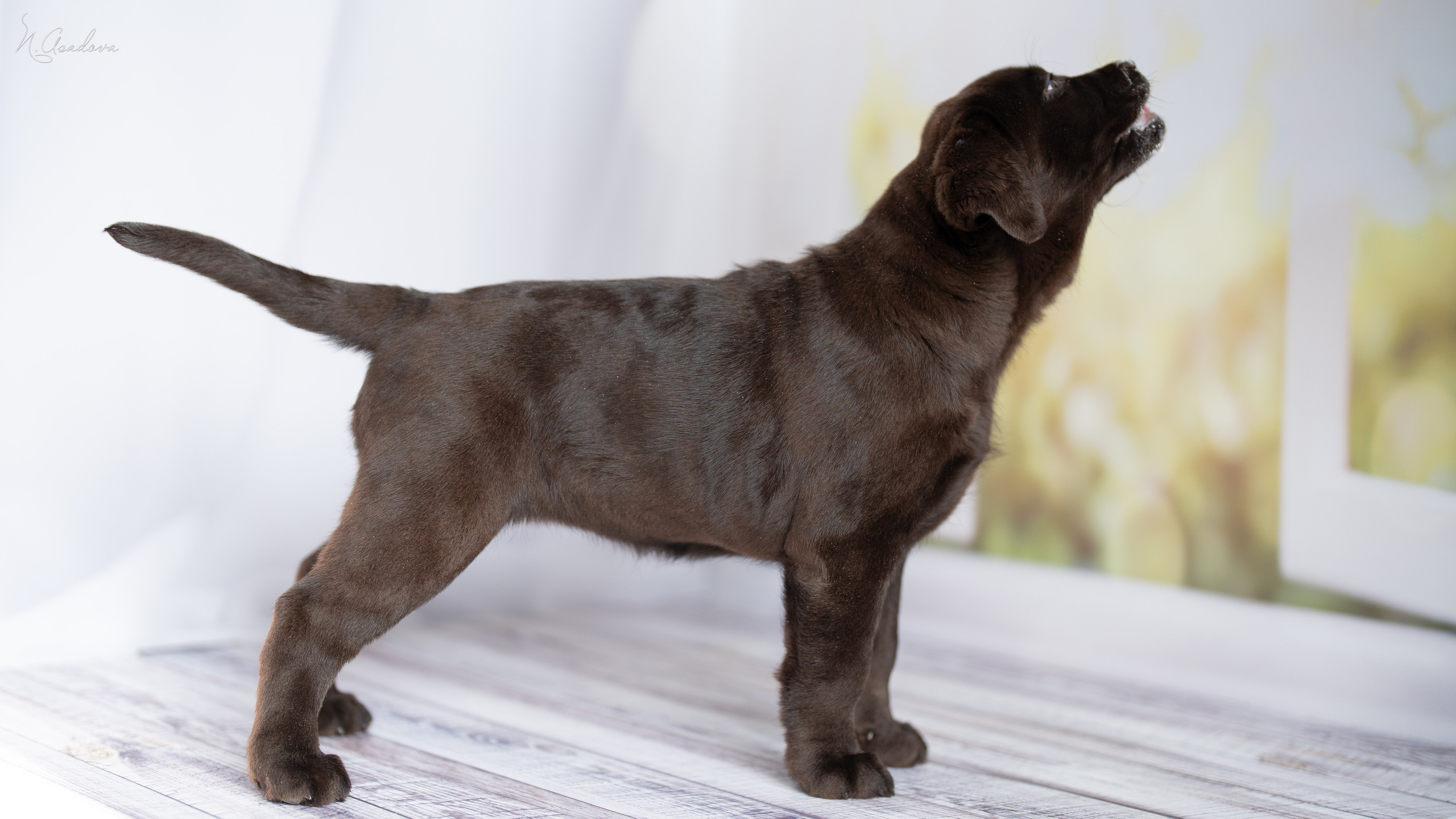 Лабрадор Тейла 2мес. Фотограф-анималист Асадова