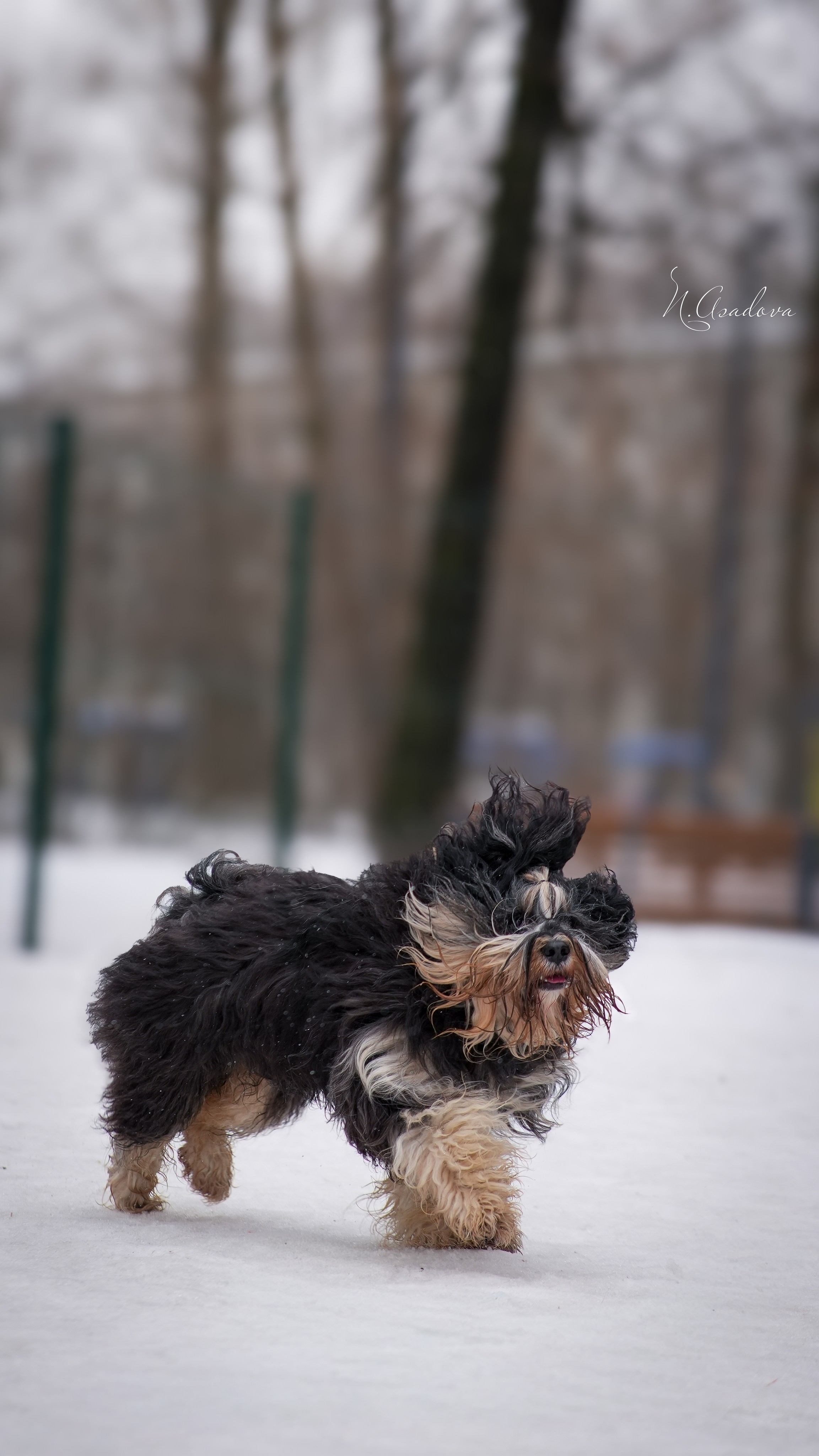 Тибетский терьер Кики. Фотограф-анималист Асадова