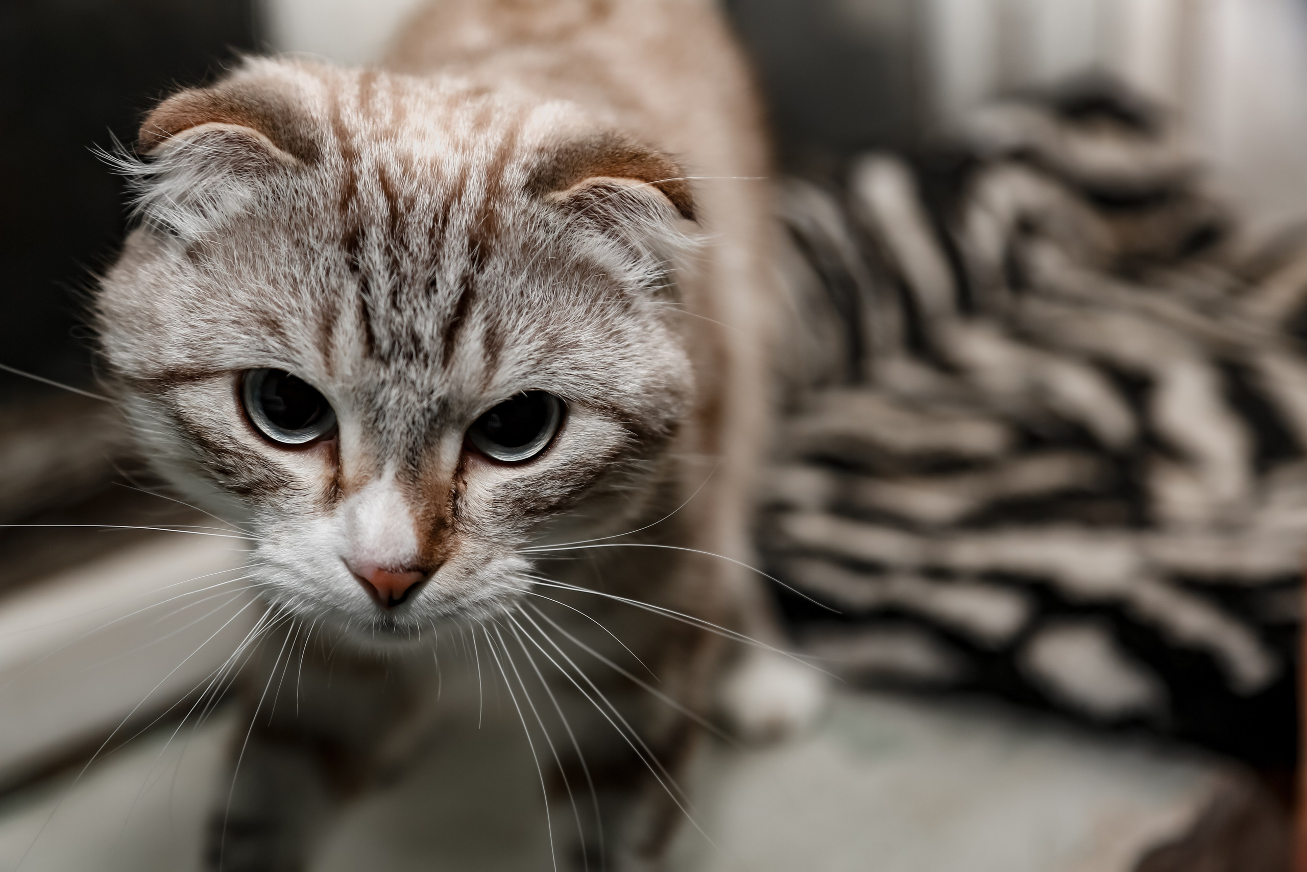 Приют Кошкин Дом Филимоша. Ваш фотограф в Оренбурге Рощупкина Екатерина