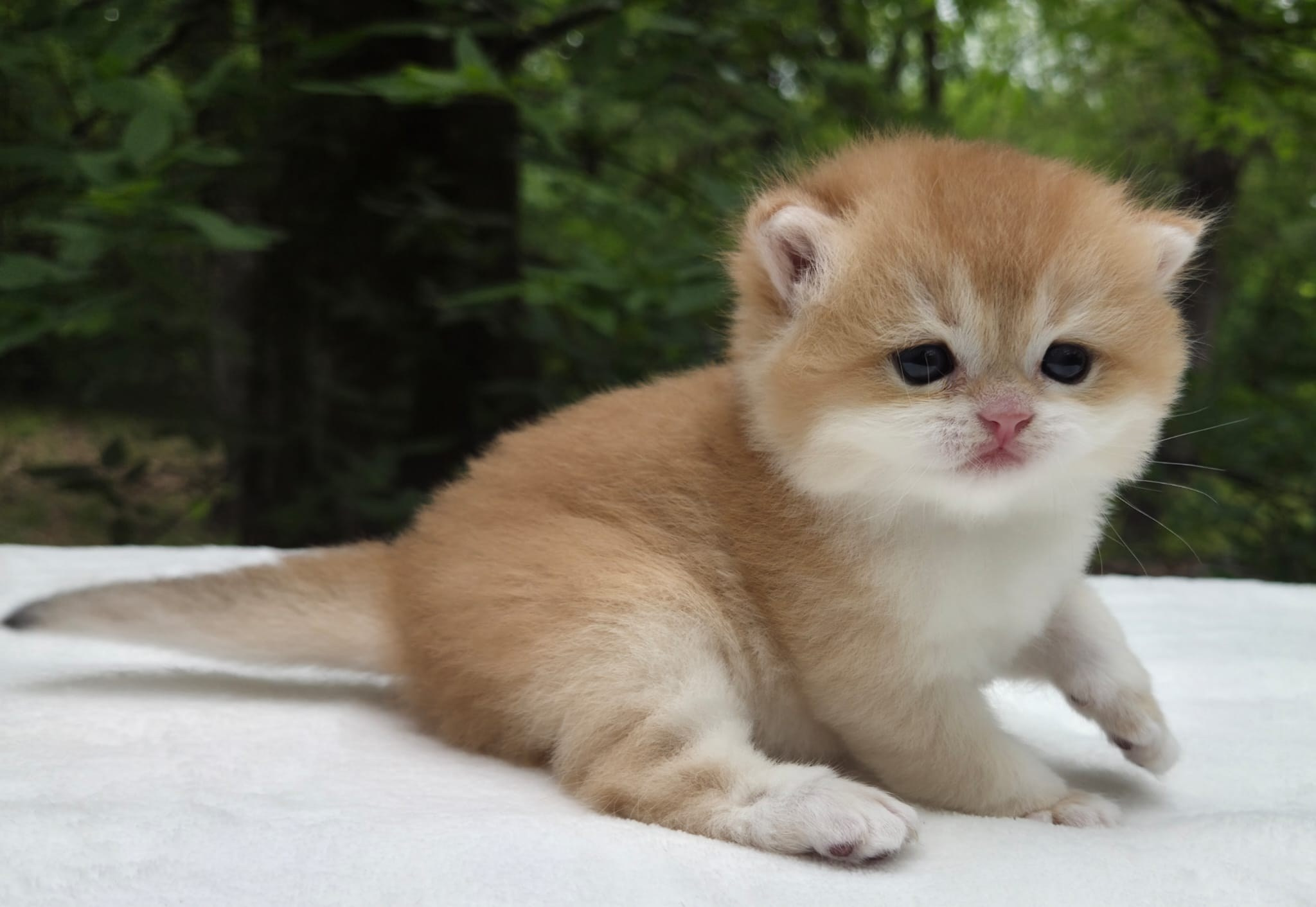 Shady, female, DB-03/25/26. British shorhair Cats