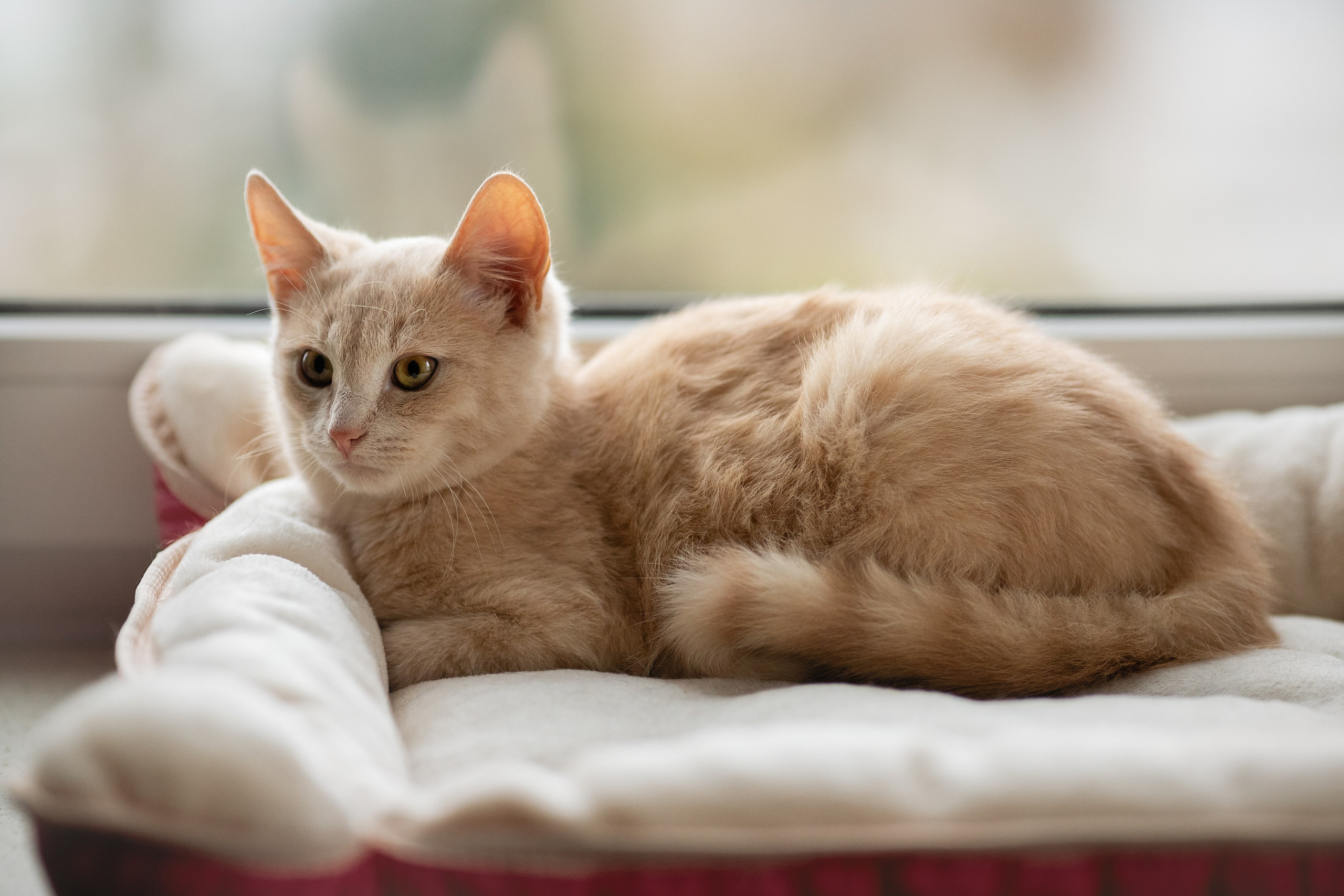 Котята в добрые руки. Арт фотограф в Минске Анастасия Корбут